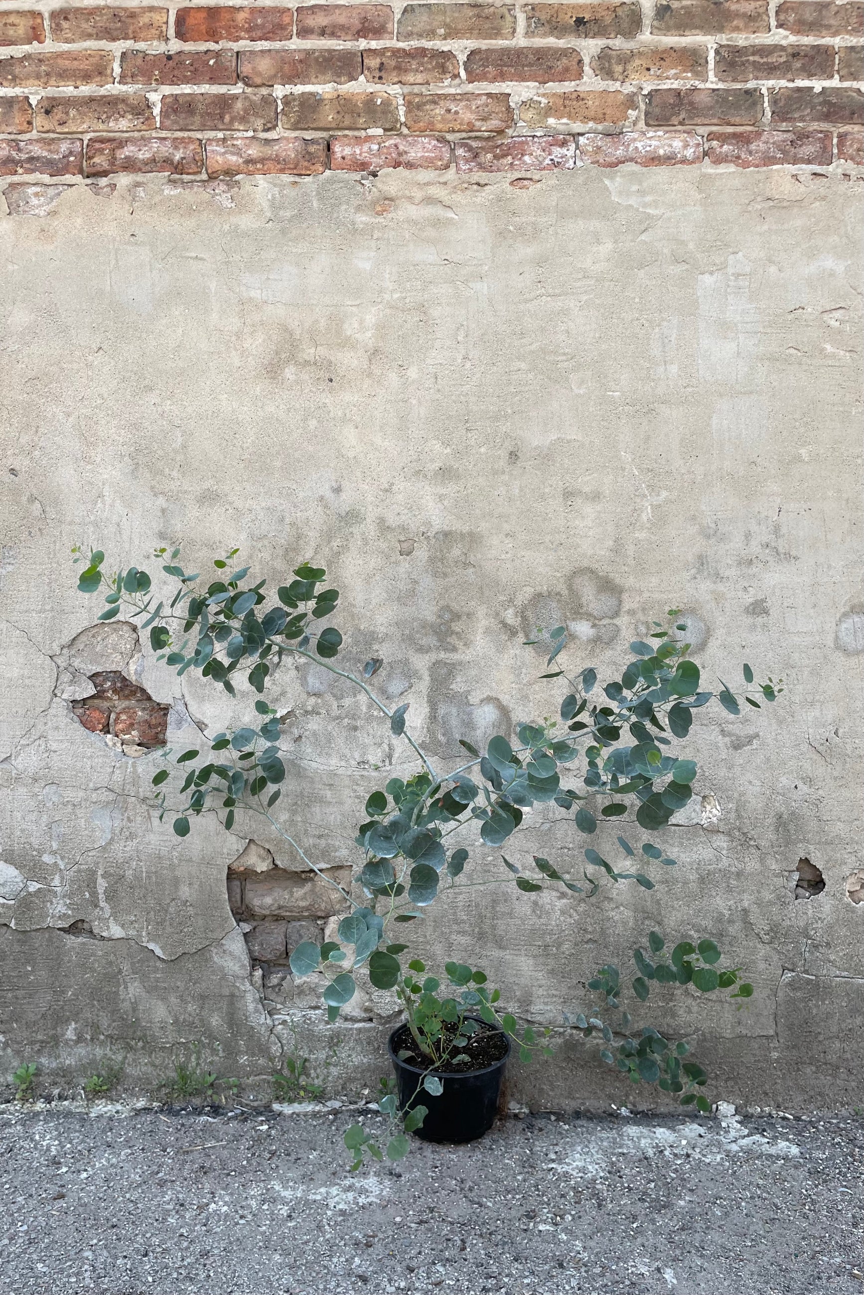Eucalyptus 8" black growers pot with round leaves against a grey wall