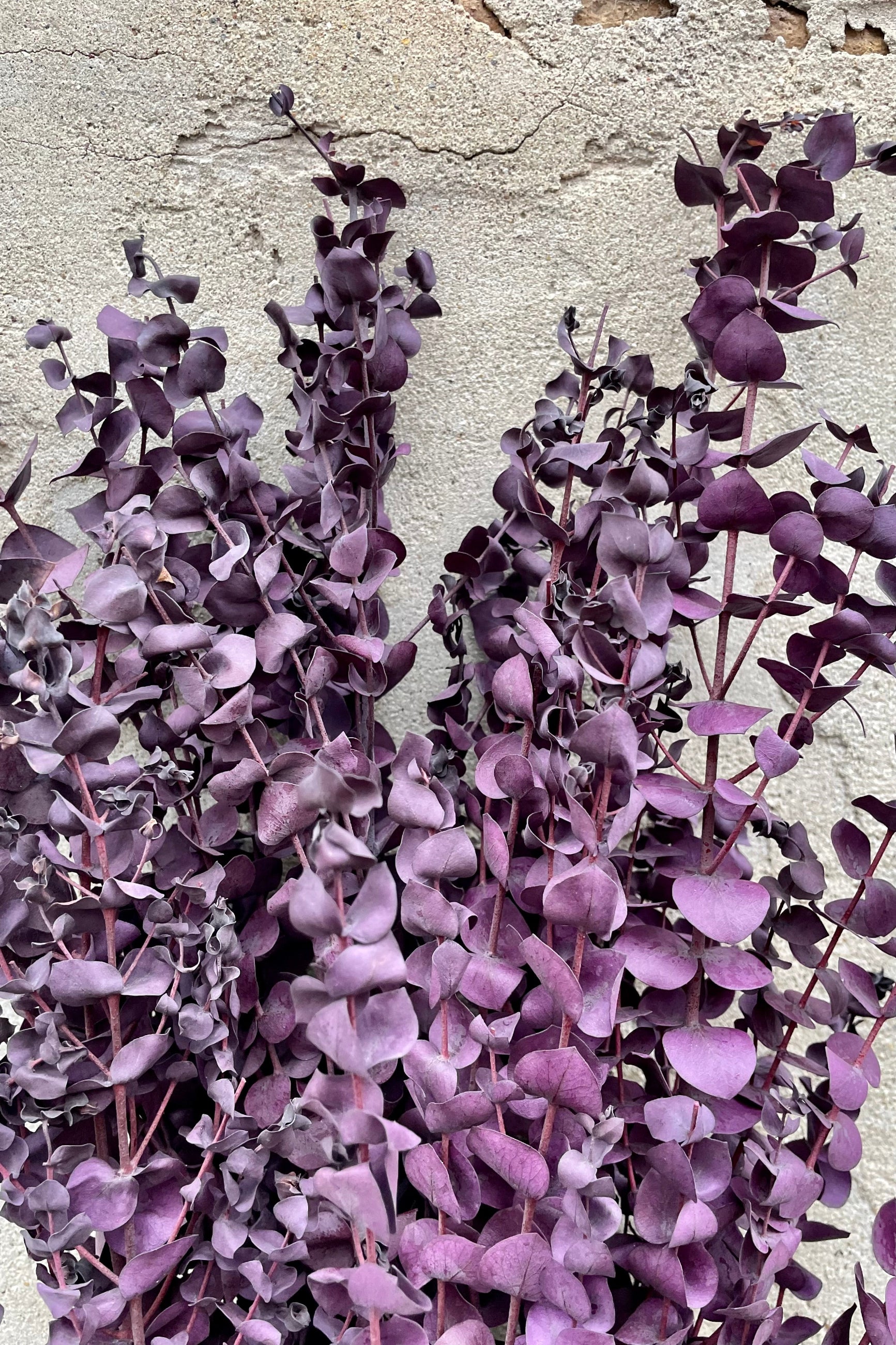 Detail picture of plum eucalyptus bunch.