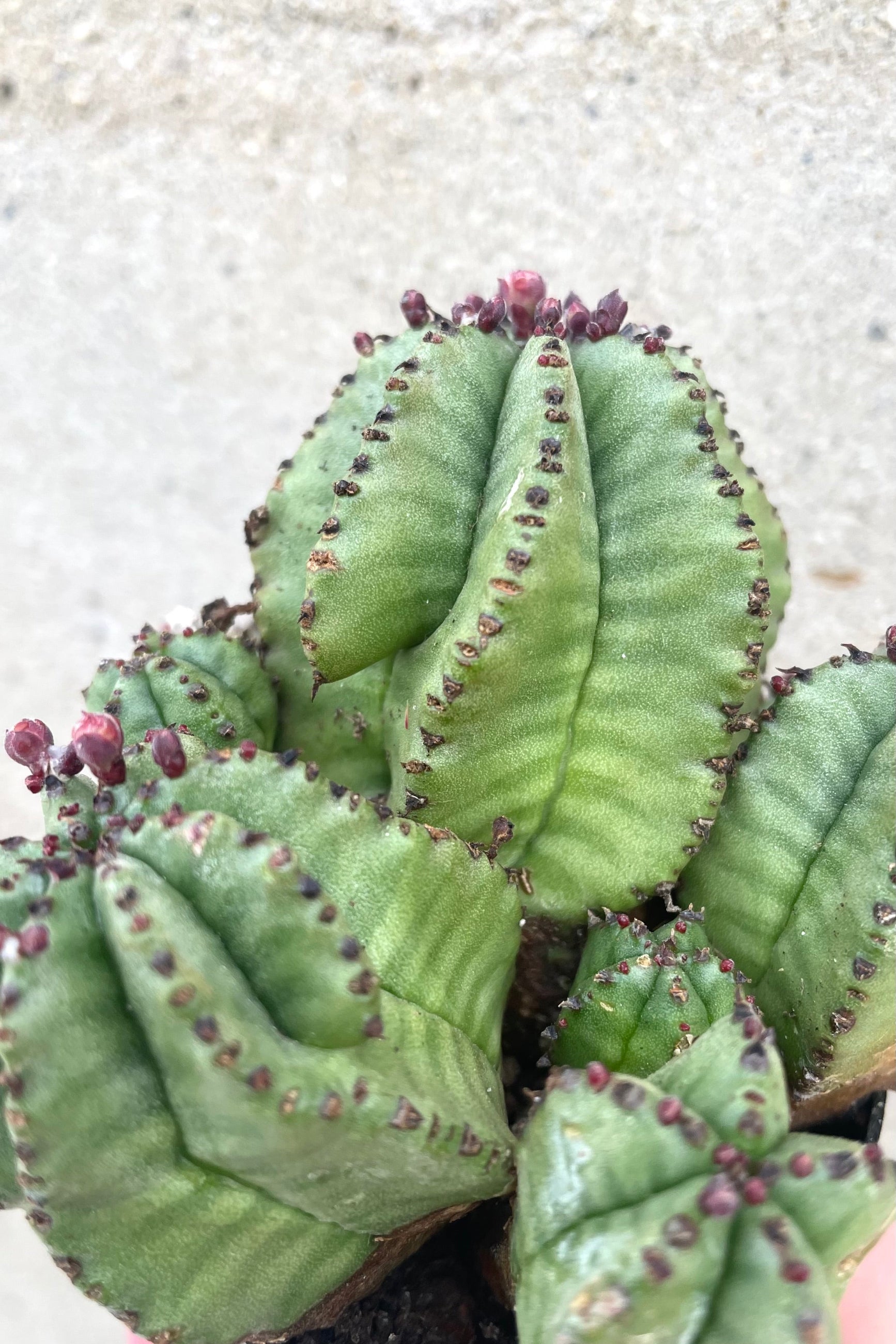 A detailed view of Euphorbia anoplia "Zipper Plant" 2.5" against concrete backdrop