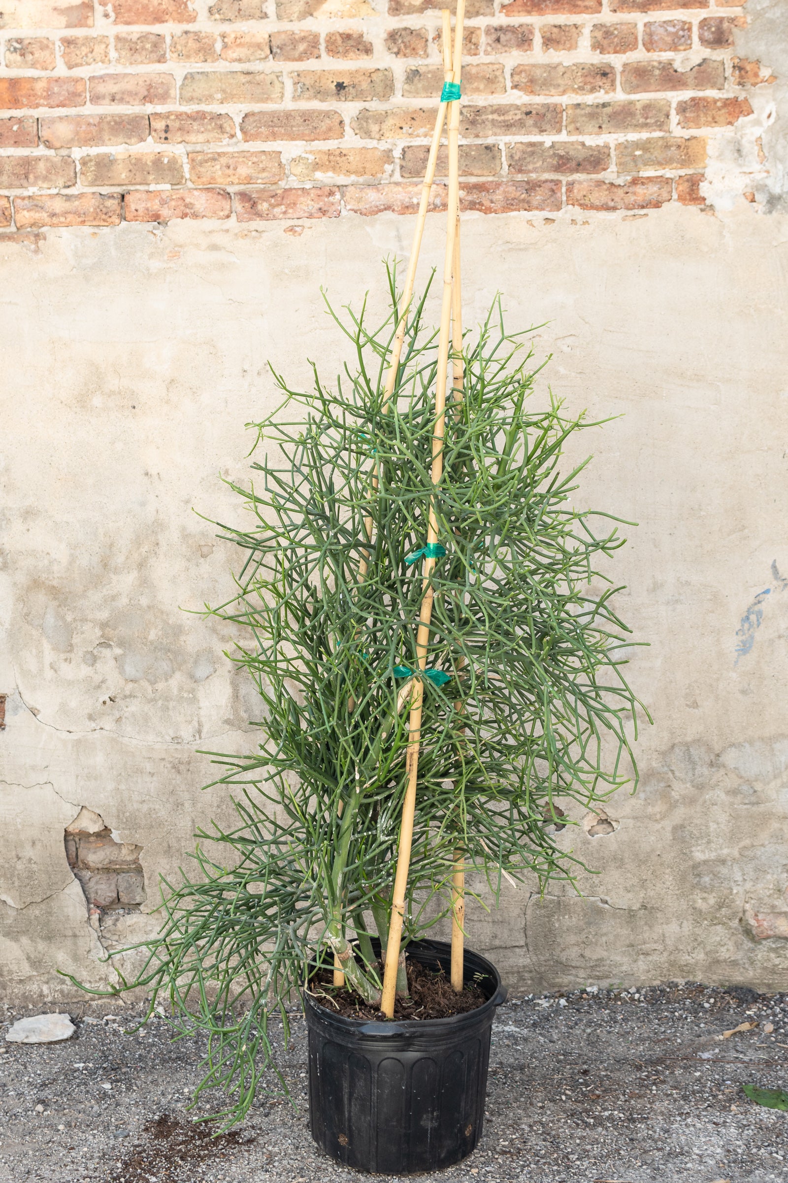 Large Euphorbia tirucalii Pencil Cactus on bamboo poles in front of a concrete wall 