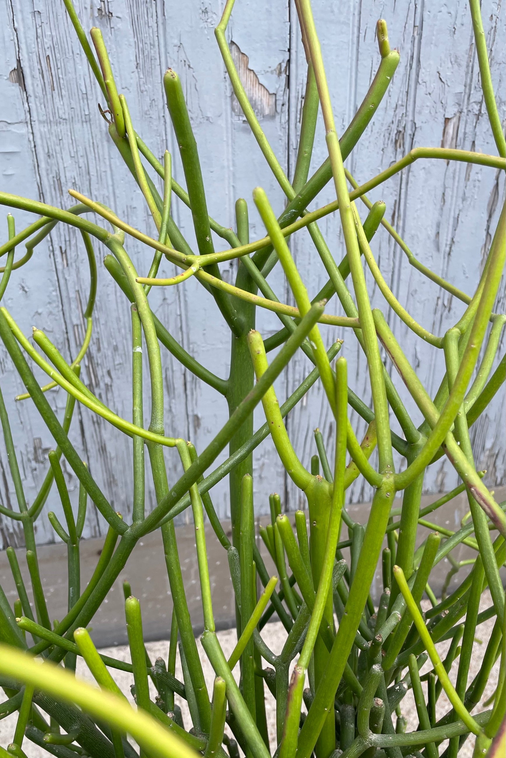 A detailed view of Euphorbia tirucalli "Pencil Cactus" #5 against wooden backdrop