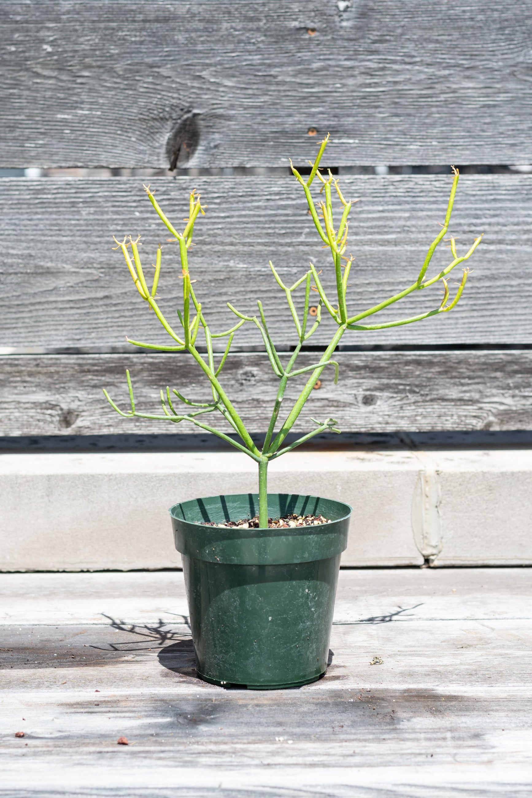 Euphorbia tirucalli "Pencil cactus" in grow pot in front of grey wood background