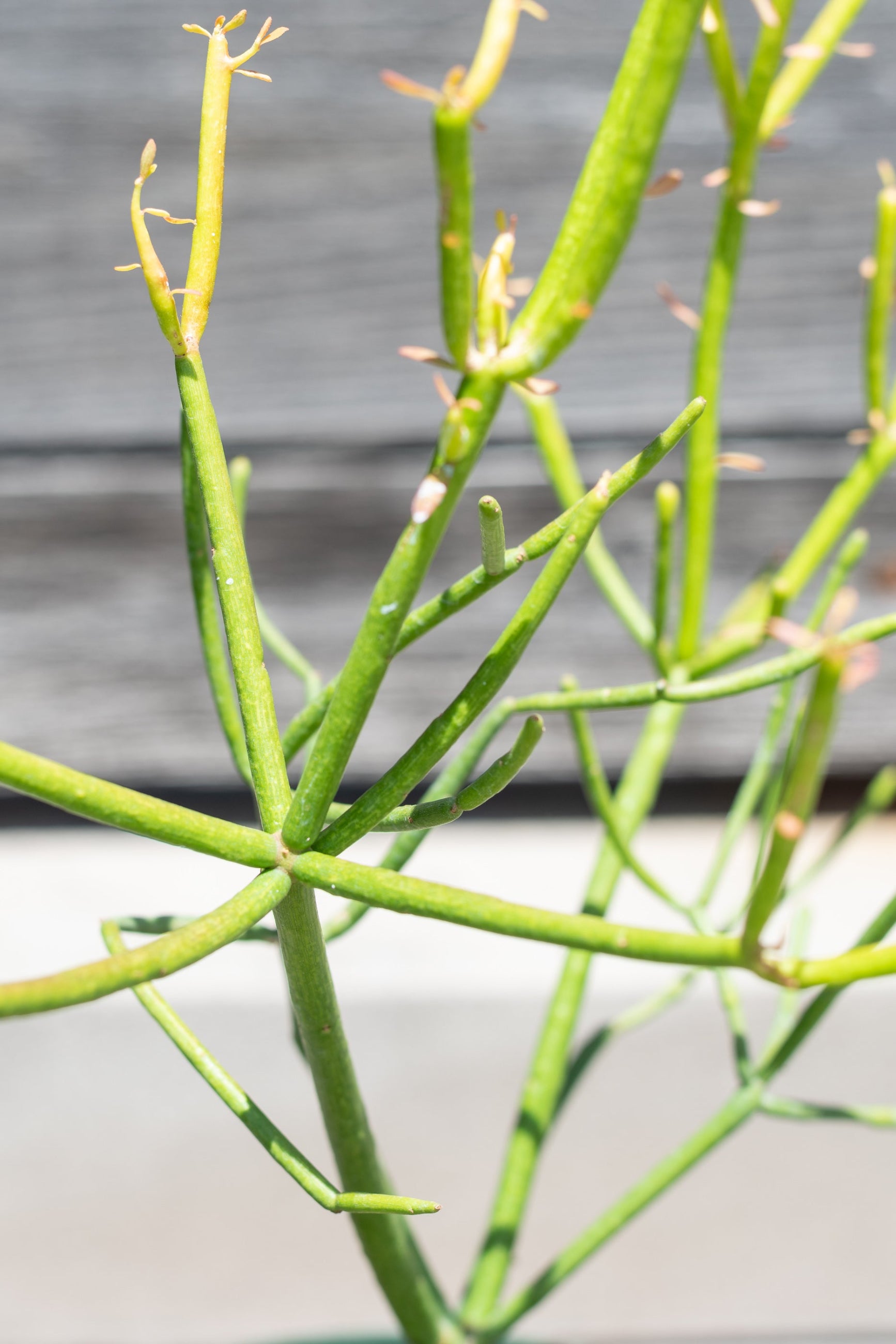 Close up of Euphorbia tirucalli "Pencil cactus"