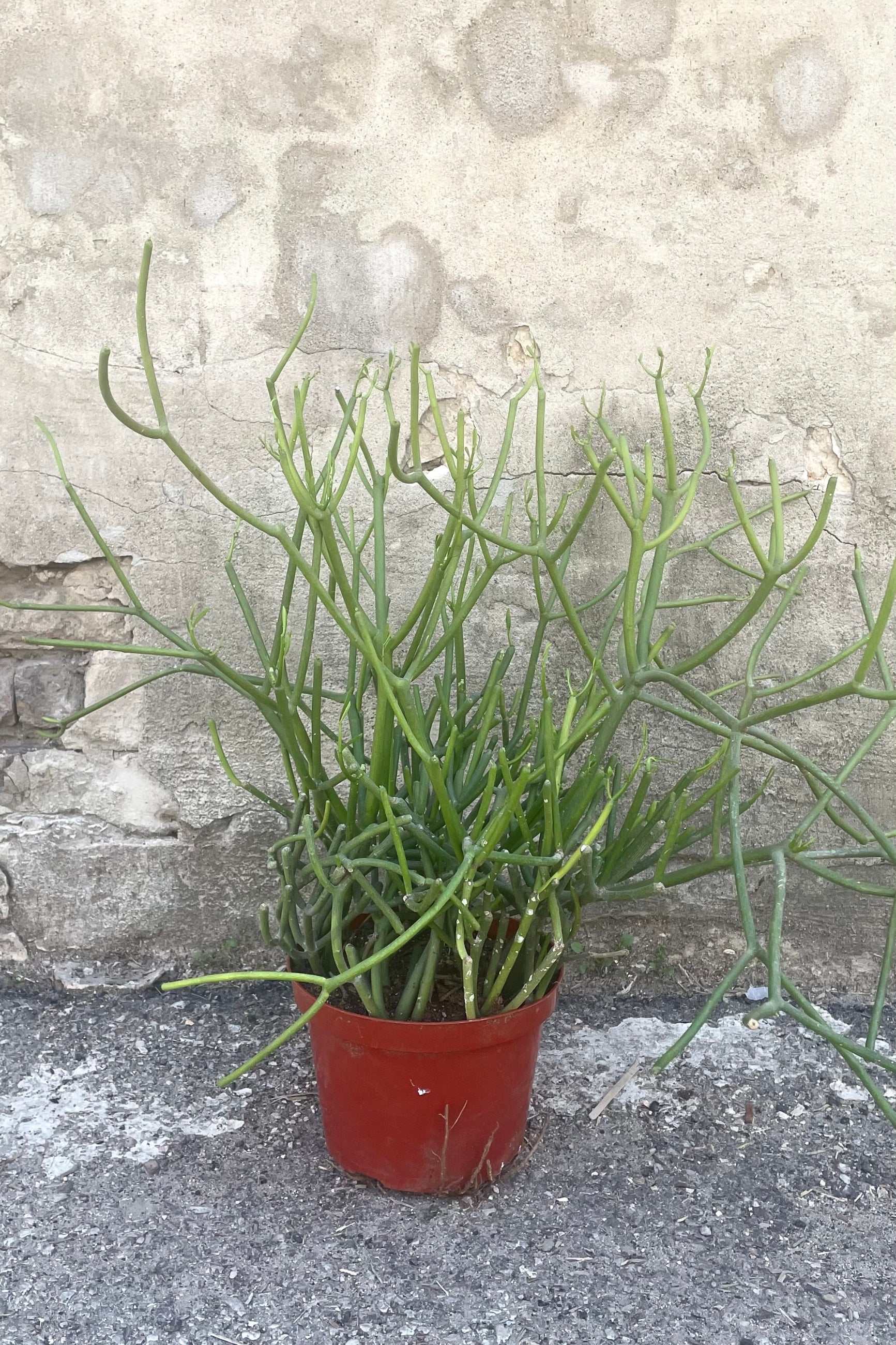 A full view of Euphorbia tirucalli "Pencil Cactus" 8" in grow pot against concrete backdrop