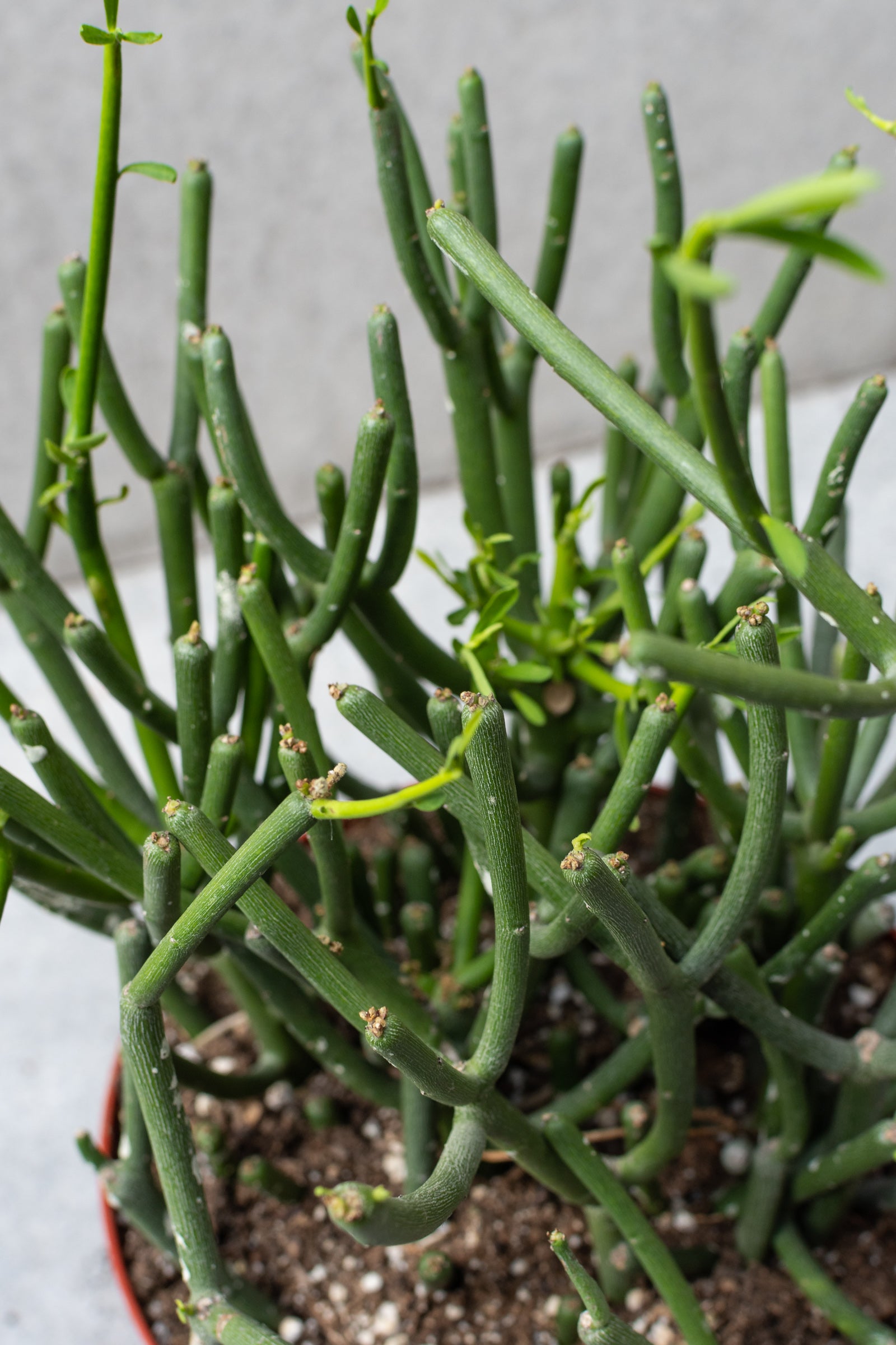 Detailed picture of the pencil like body of the Euphorbia tirucalli cactus.