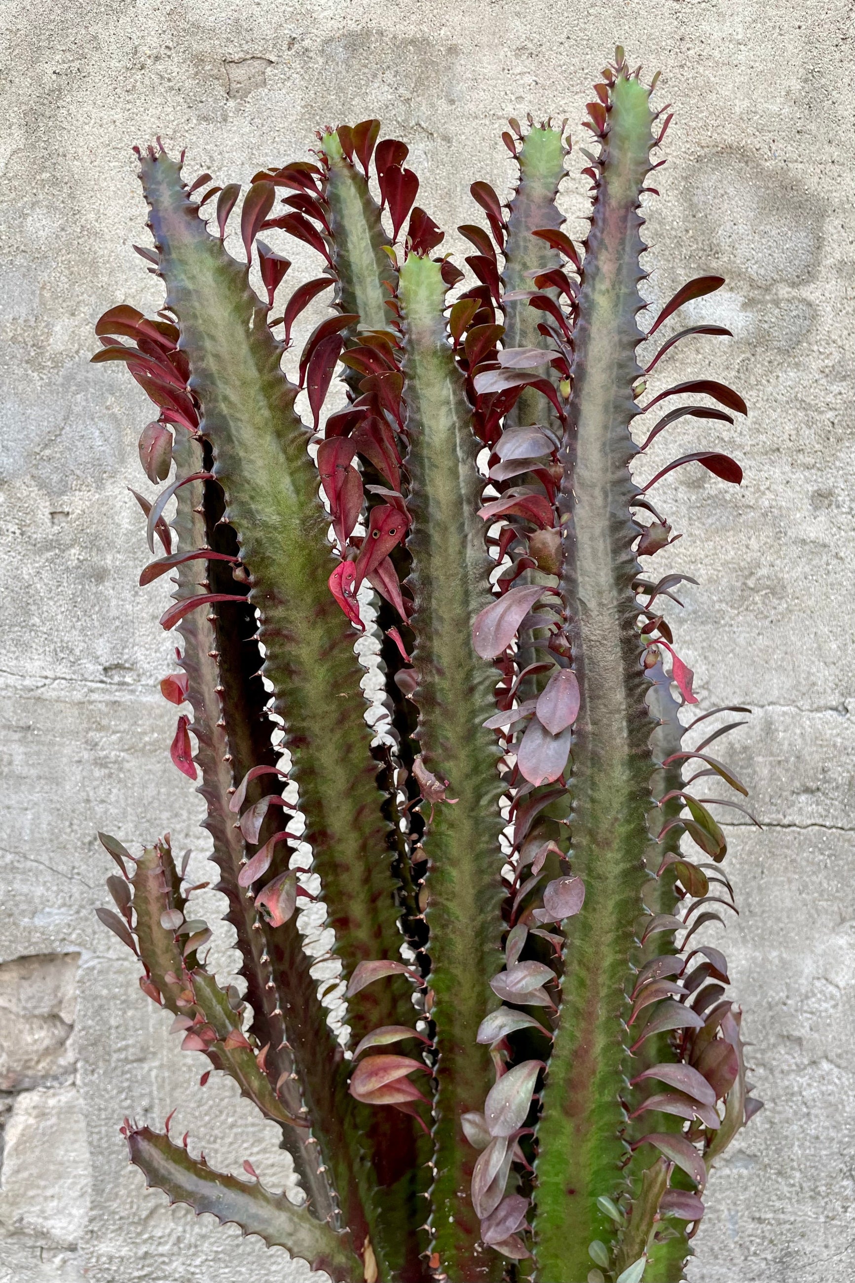 Detail of Euphorbia trigona 10" green and maroon flowering plant against a grey wall