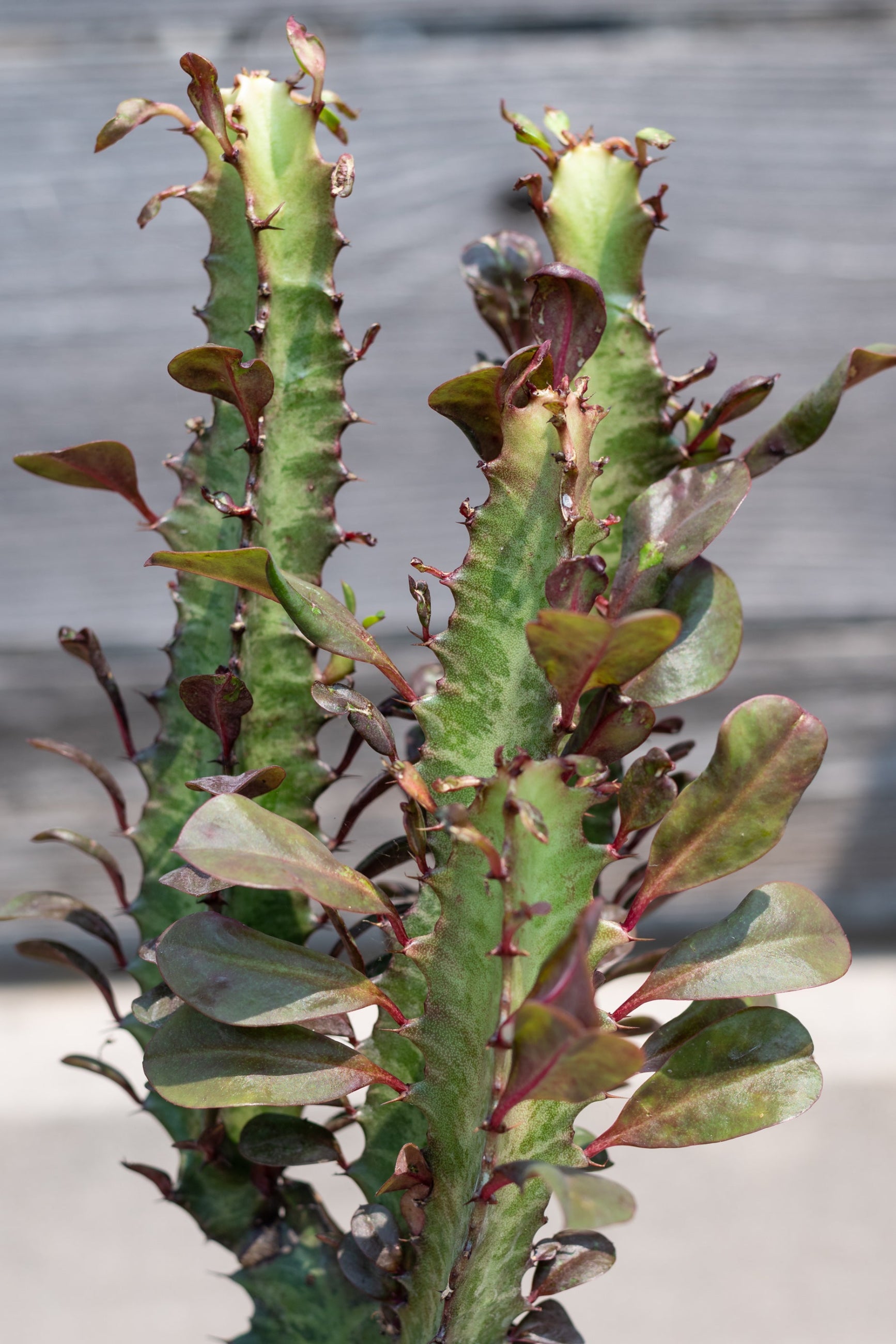Close up of Euphorbia trigona in front of grey background