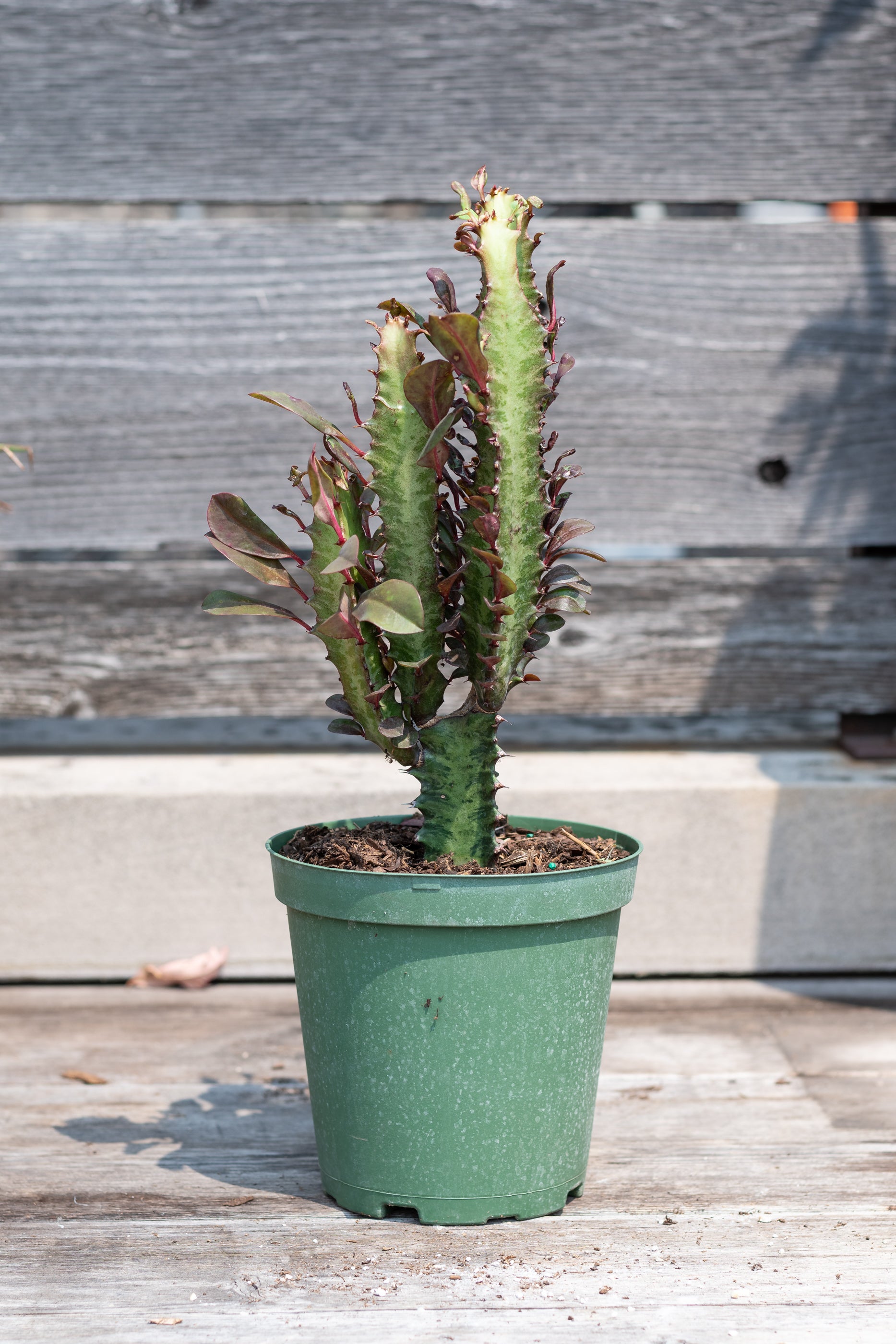 Euphorbia trigona in grow pot in front of grey wood background