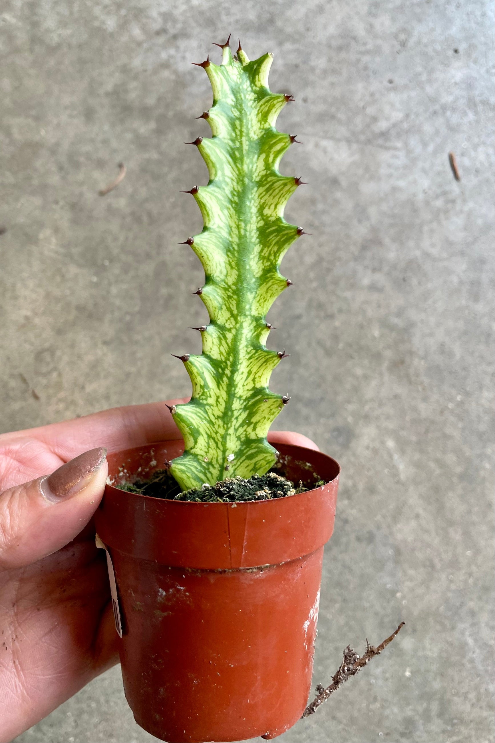 Euphorbia trigona variegata in a 3" growers pot at Sprout-home.