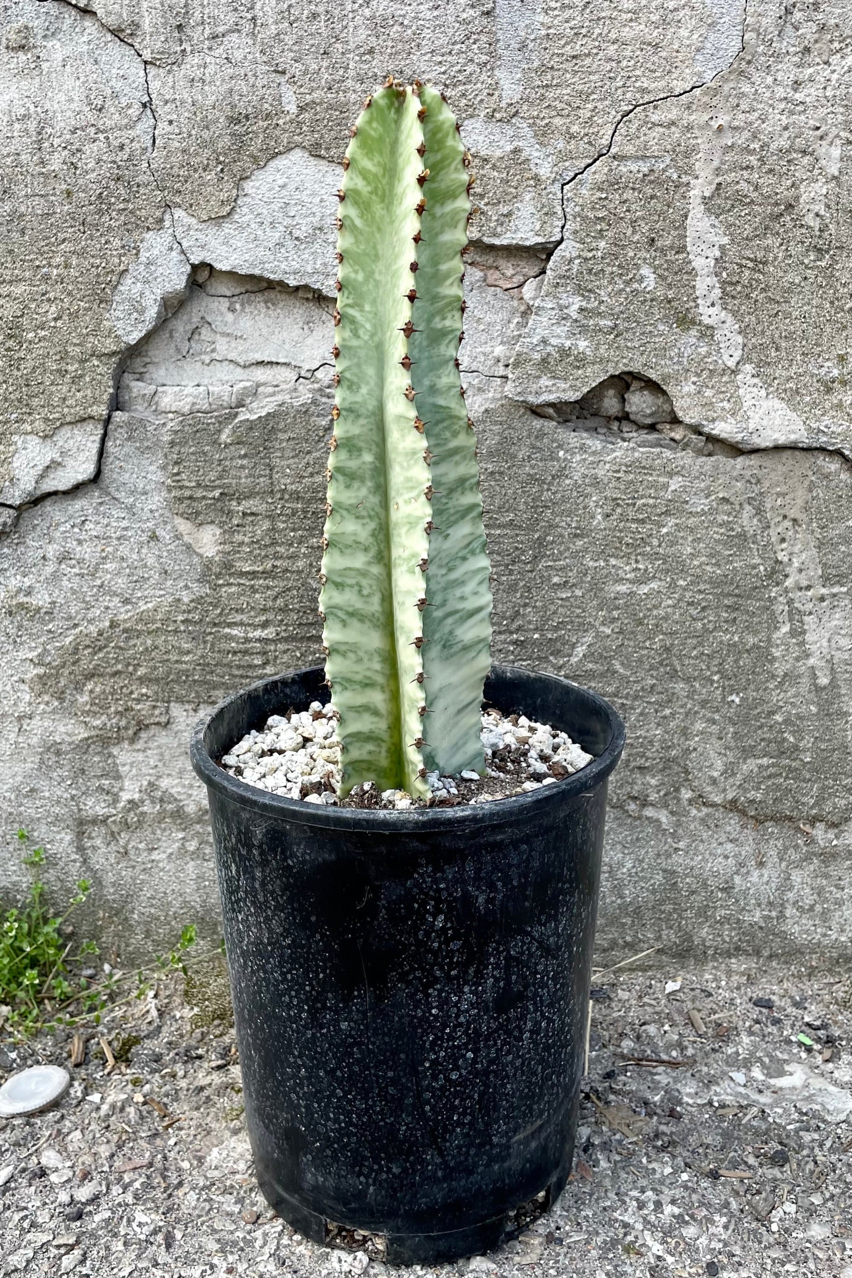 A full view of Euphorbia ammak 'Variegata' #1 in gallon pot against concrete backdrop