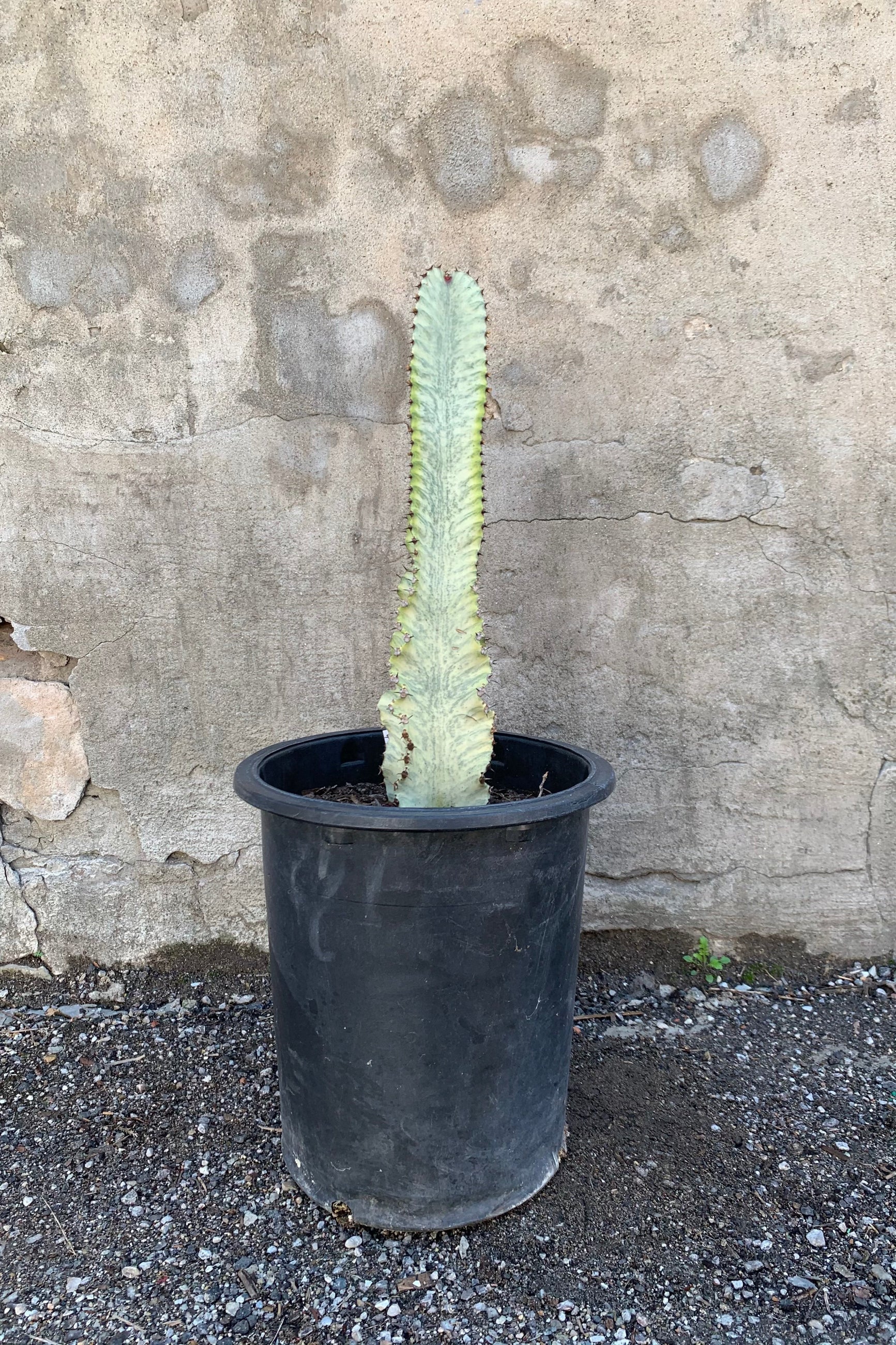 Euphorbia ammack plant in a 5 gallon growers pot.