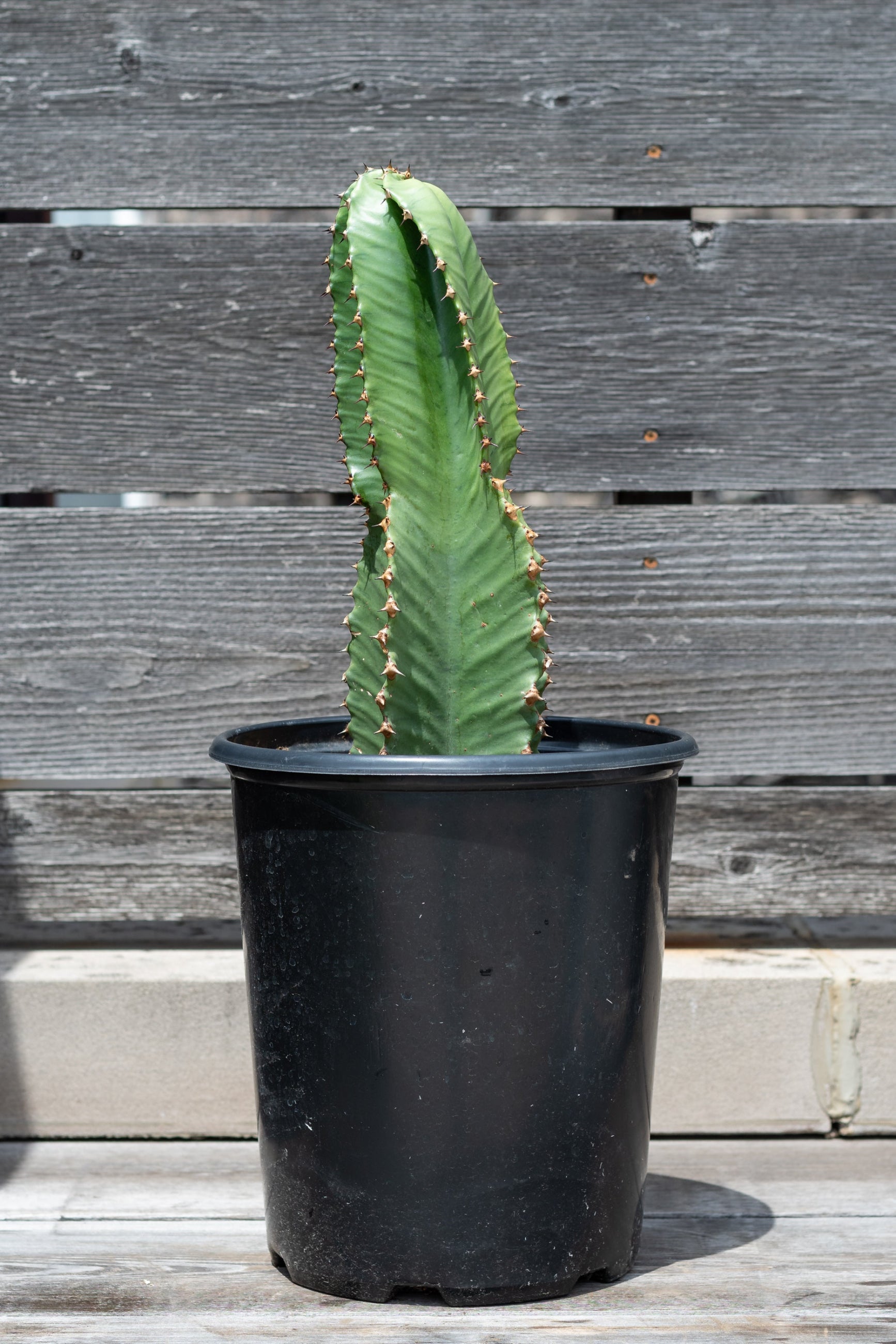 Euphorbia ammak in grow pot in front of grey wood background