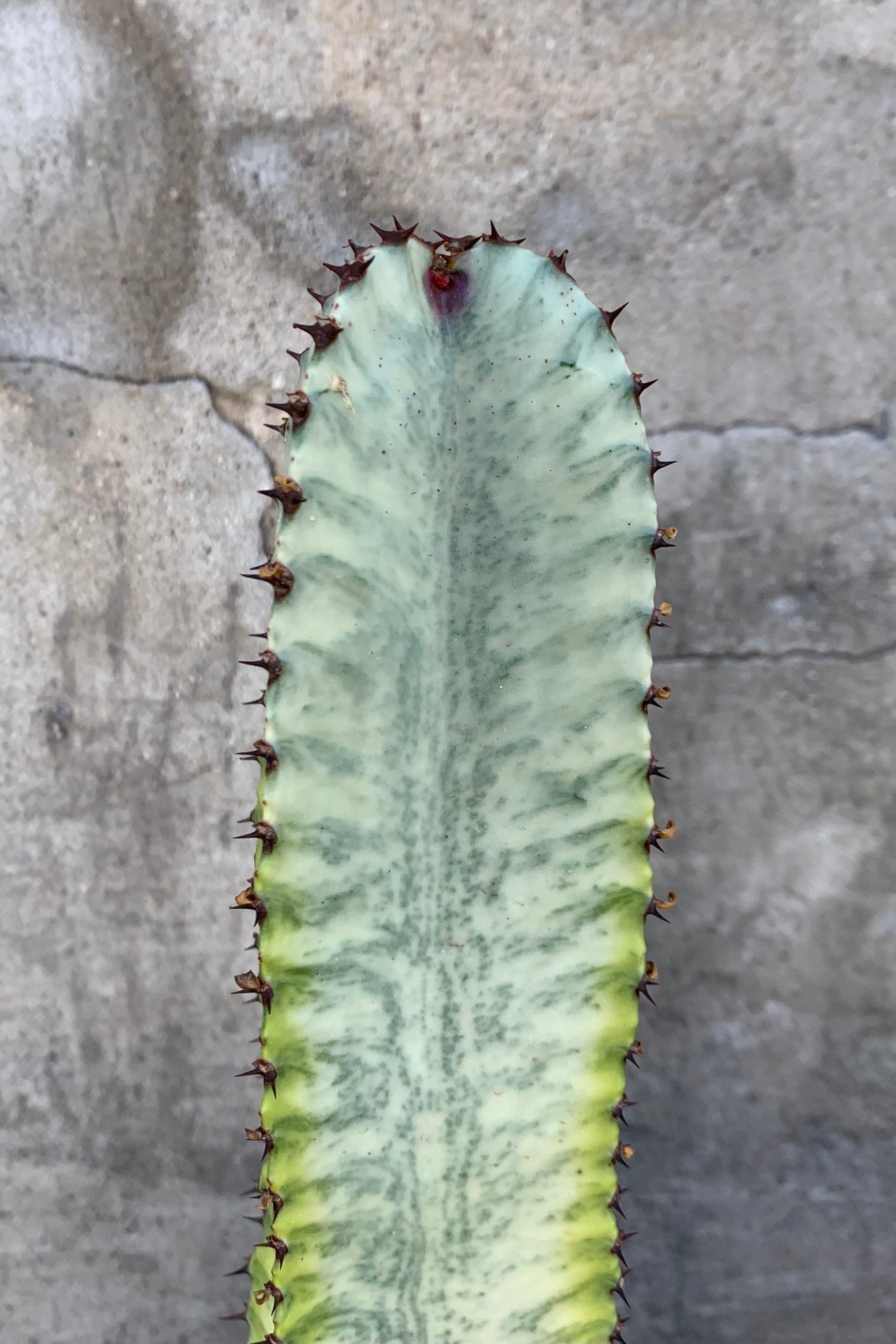 The pale variegation of the Euphorbia ammak plant. 