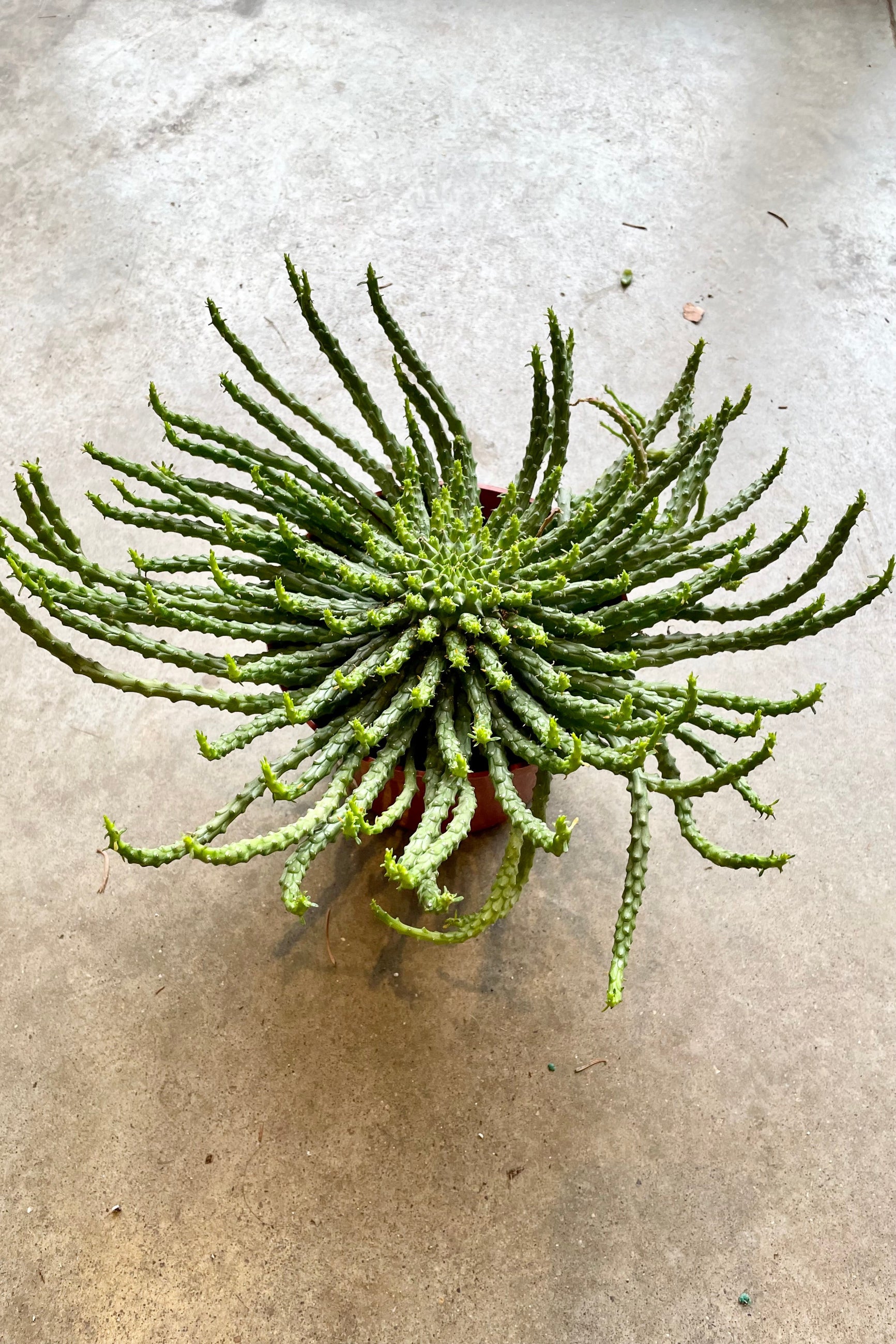 Euphorbia 'Medusa Head' in a 6" growers pot extended out of the pot and sitting on a concrete floor at Sprout-home. 
