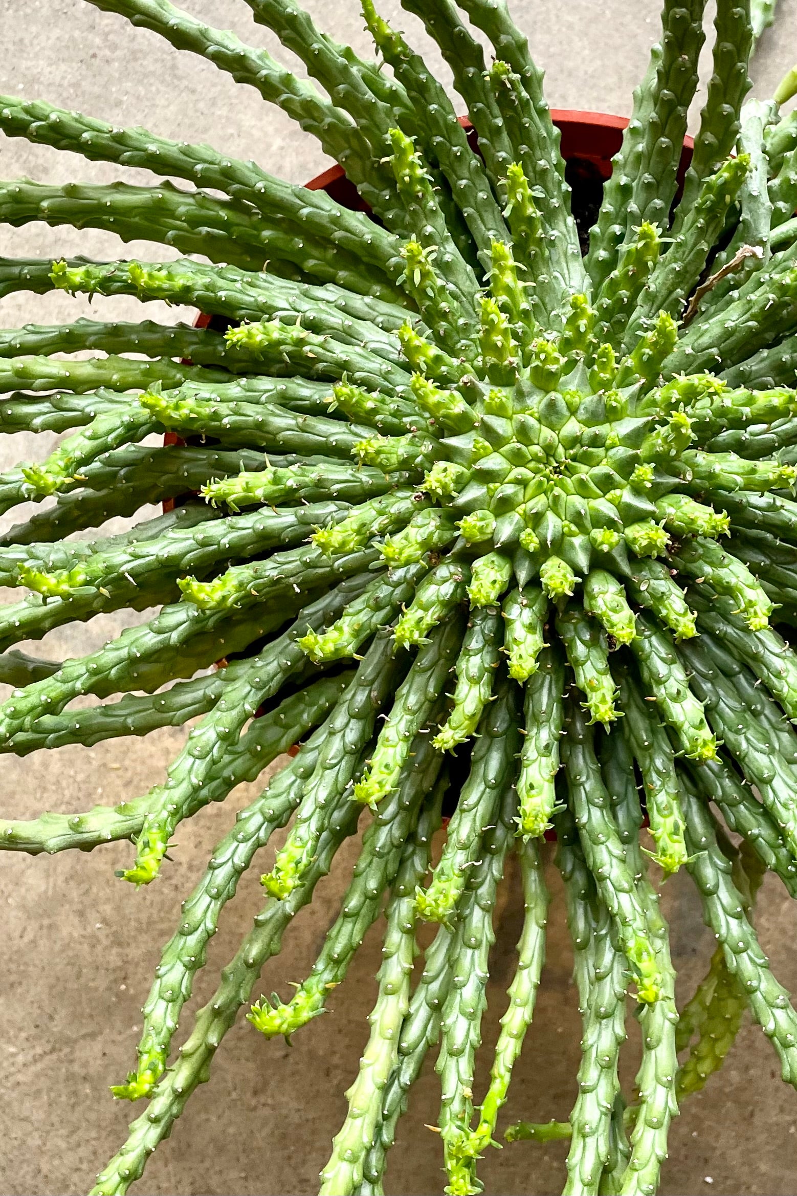 Detail photo of the body of the Euphorbia 'Medusa Head' showing it from above it all its glory at Sprout-home. 