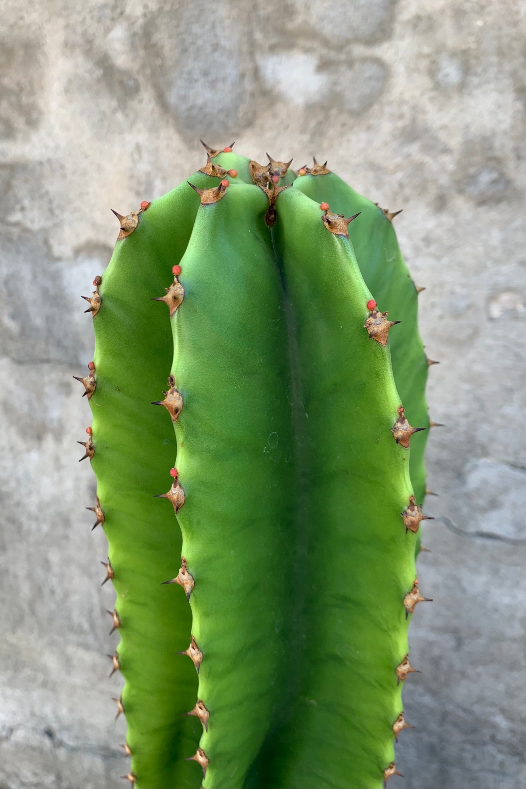 close up of tranditional looking cactus tip