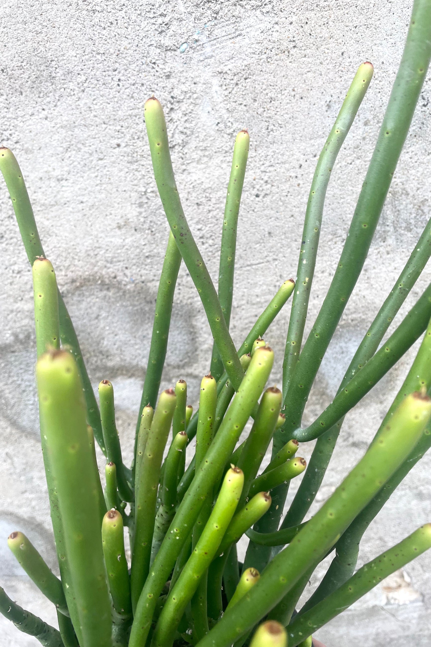 A detailed view of Euphorbia leucodendron 6" against concrete backdrop
