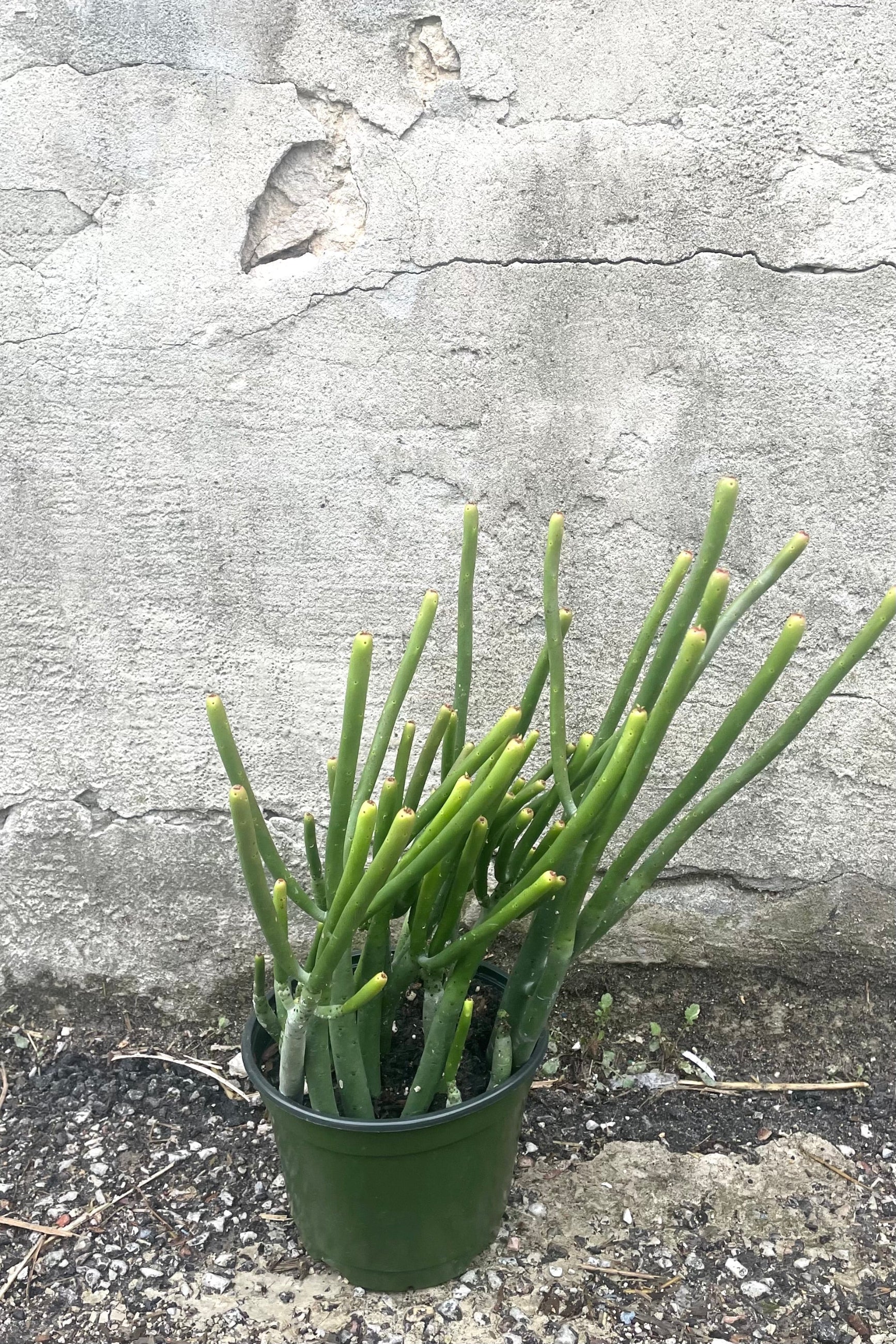 A full view of Euphorbia leucodendron 6" in grow pot against concrete backdrop