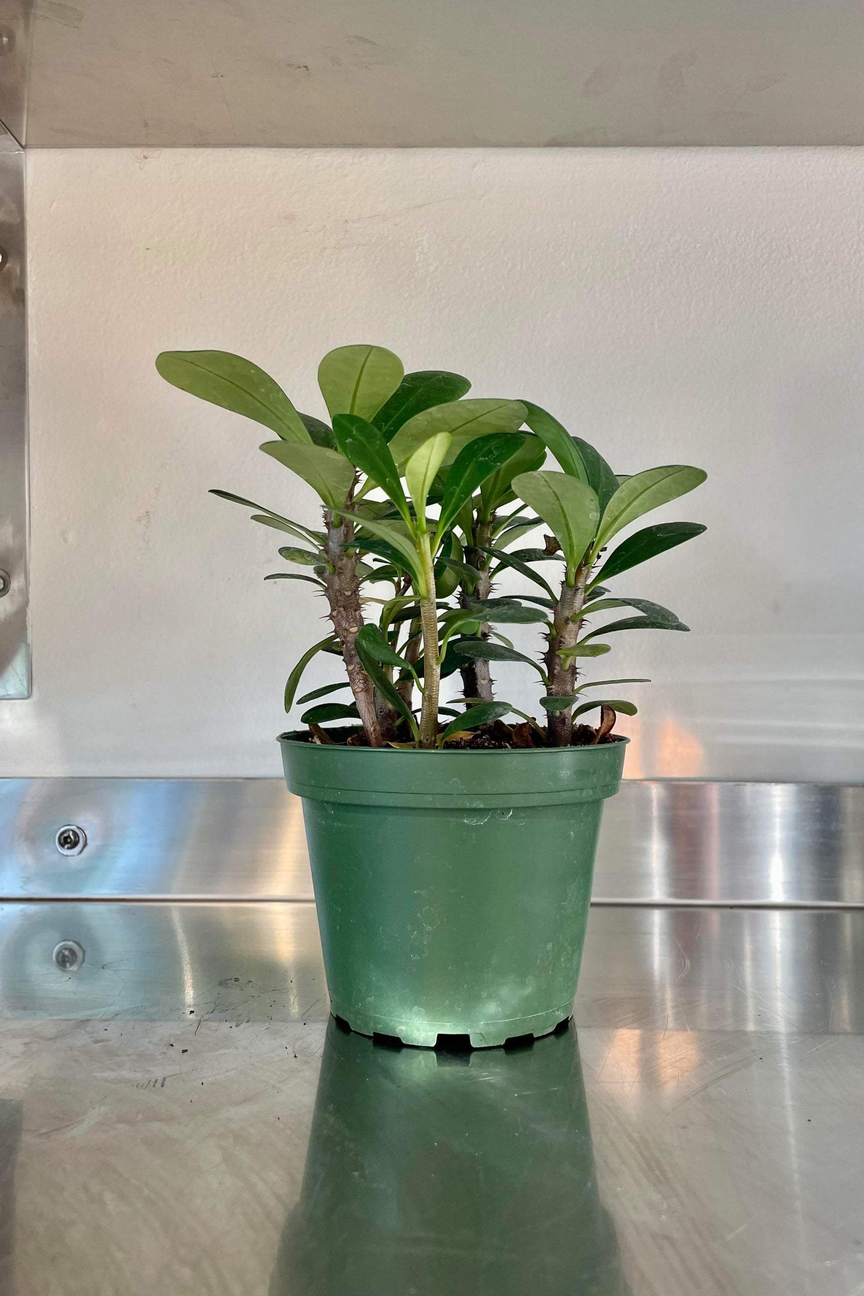 The Euphorbia milii "Crown of Thorns" in a 4 inch growers pot. 