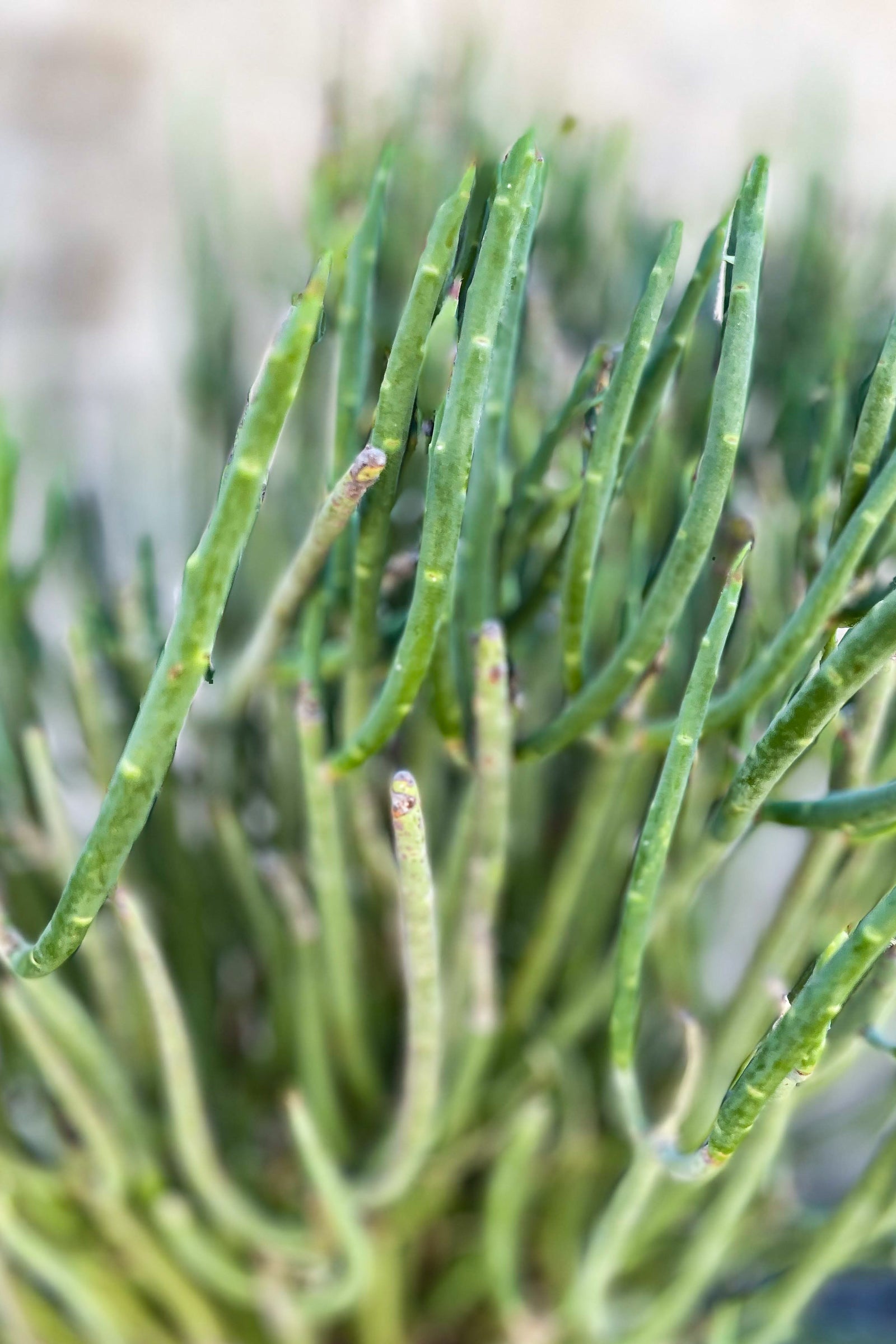 Close up of Euphorbia mauritanica spines