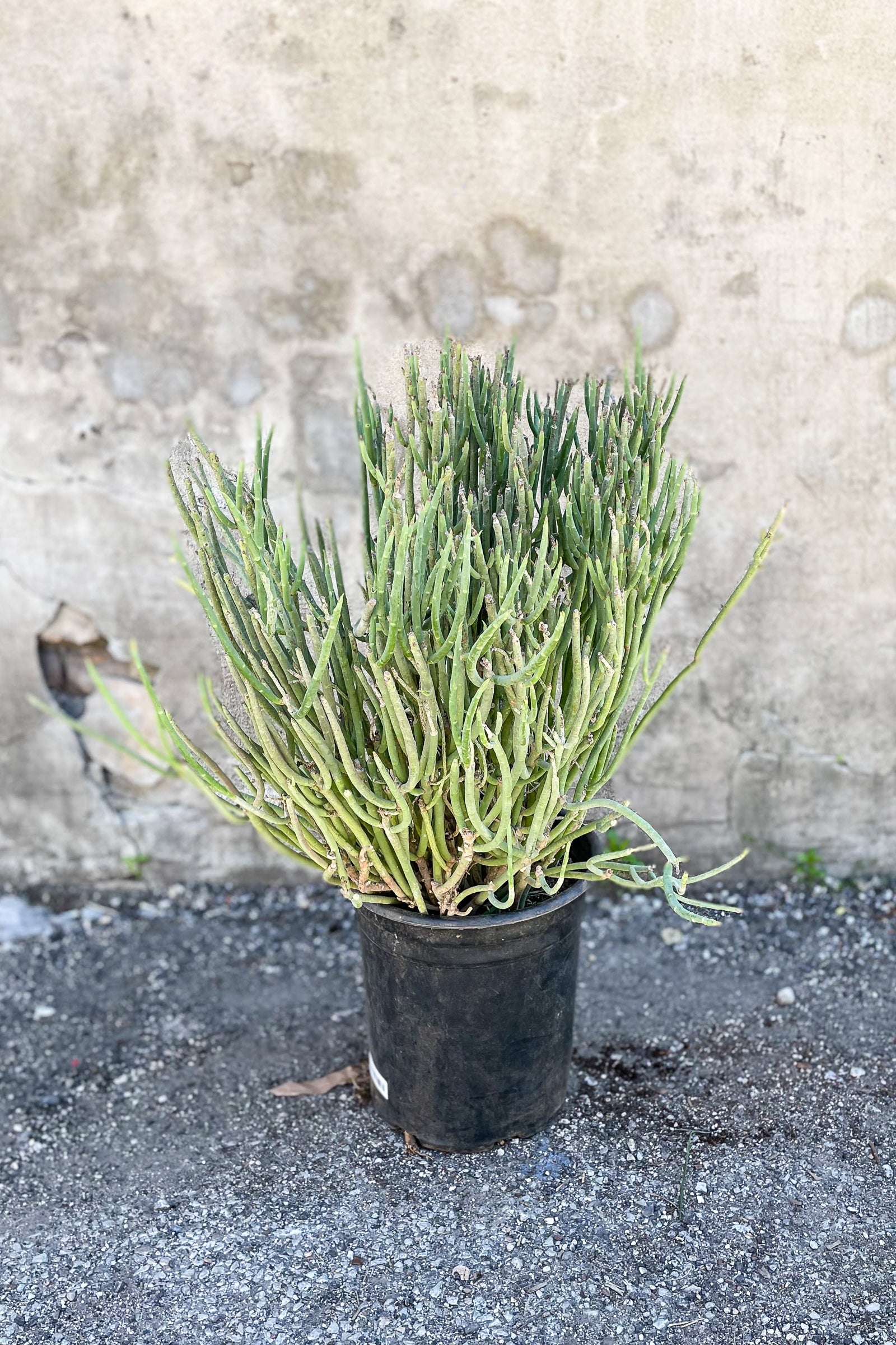 Large Euphorbia mauritanica potted in front of concrete wall