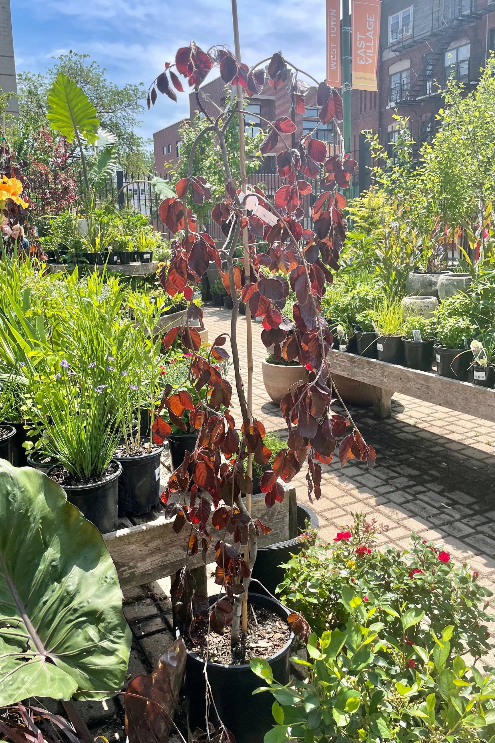#3 Fagus 'Purple Fountain' tree at the end of May in the Sprout-home yard surrounded by various perennials and the blue sky in the background.  ©Sprout Home 