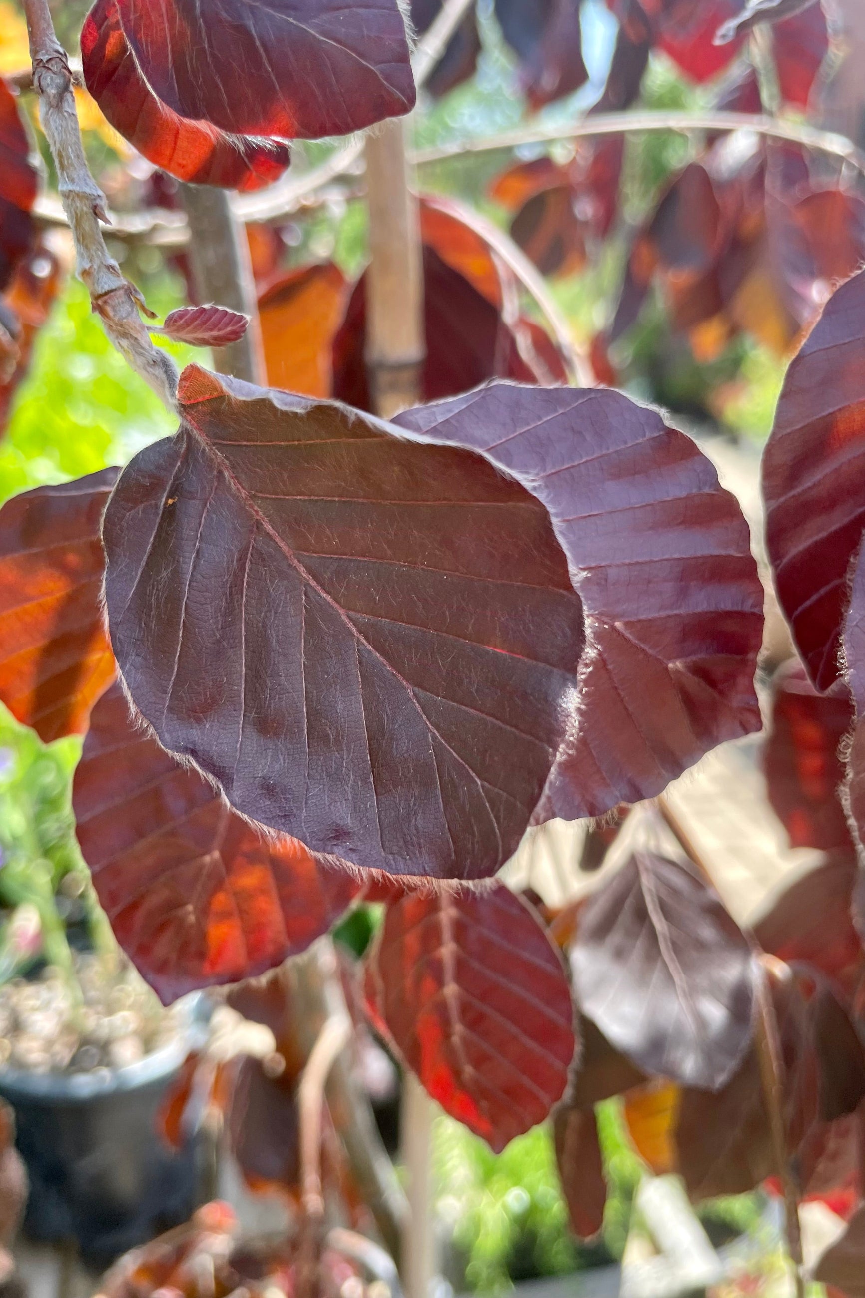 A detail picture of the bronze burgundy leaves of the Fagus 'Purple Fountain' tree the end of May at Sprout-home. ©Sprout Home 