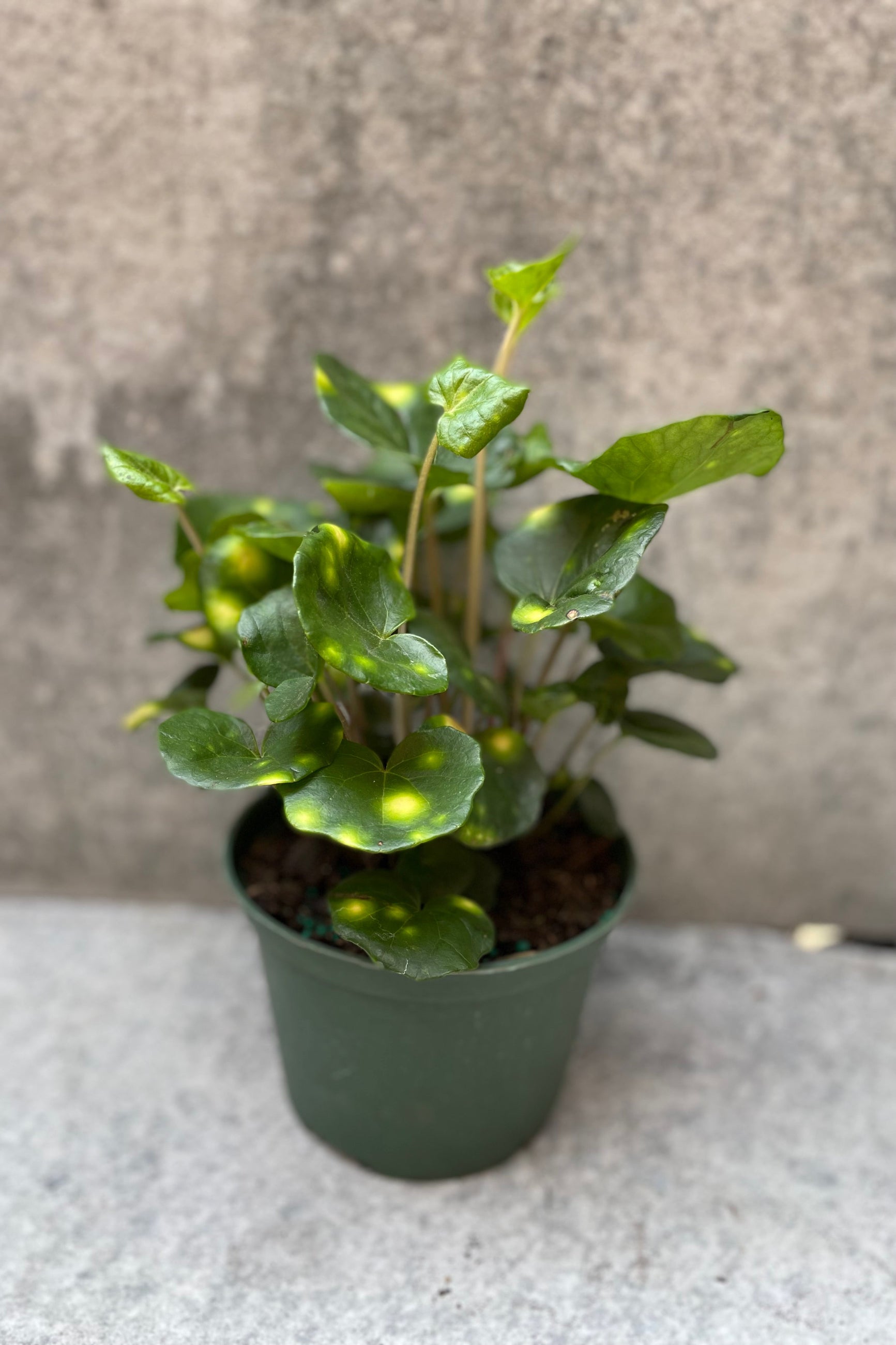 Farfugium japonicum 'Firefly' plant in a 6" growers pot.
