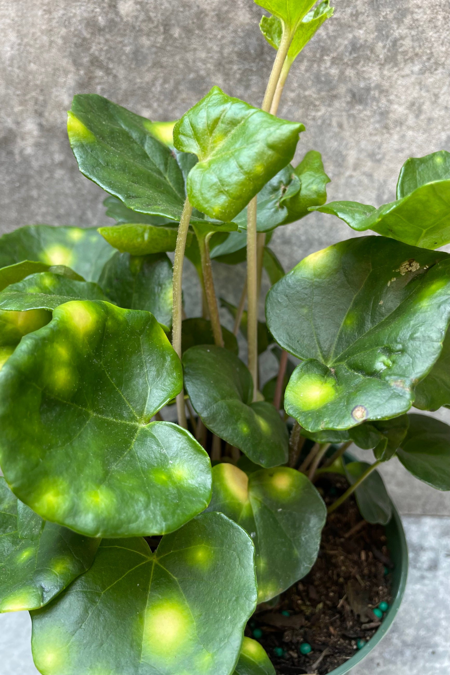 Detail picture of the yellow splotched green leaves of the Farfugium 'Firefly' plant. 