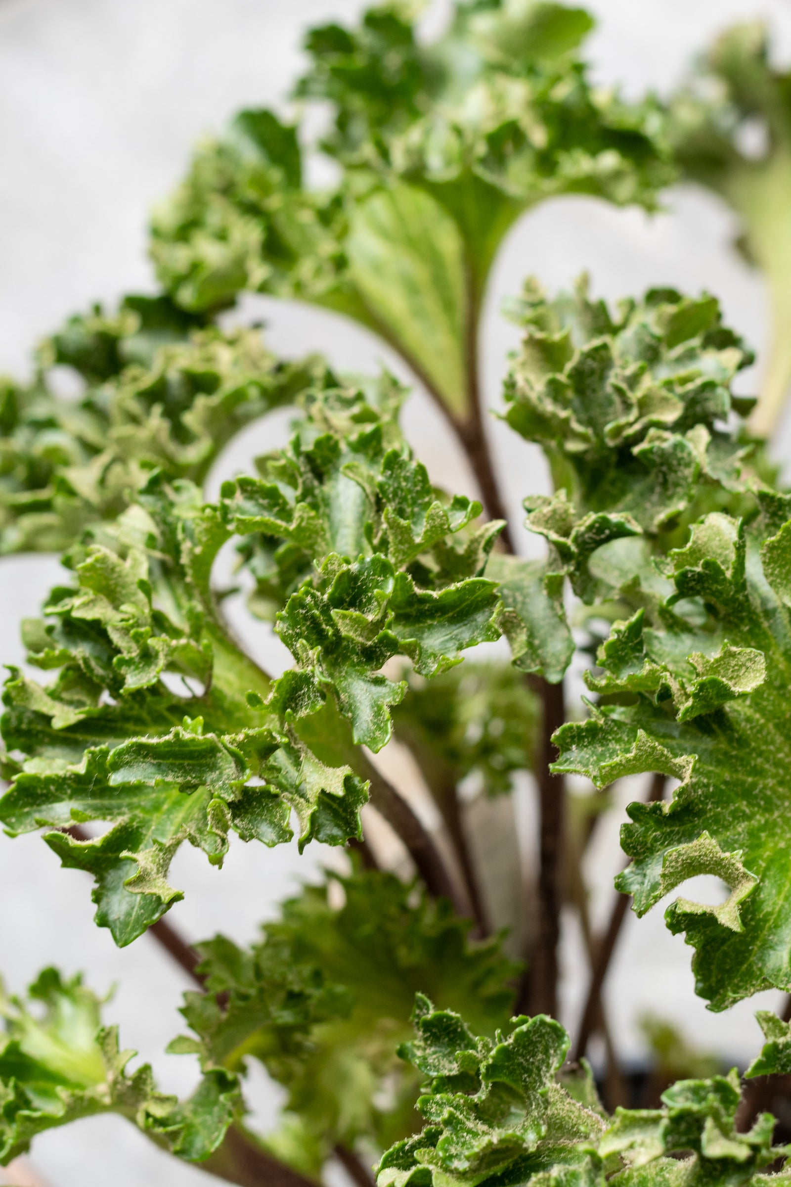 Farfugium japonicum 'Crispata' 4"