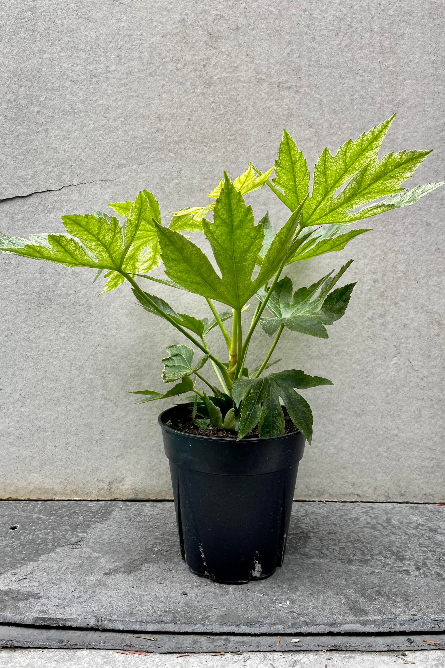The Fatsia japonica 'Spider Web' sits against a grey backdrop in a 6 inch growers pot.
