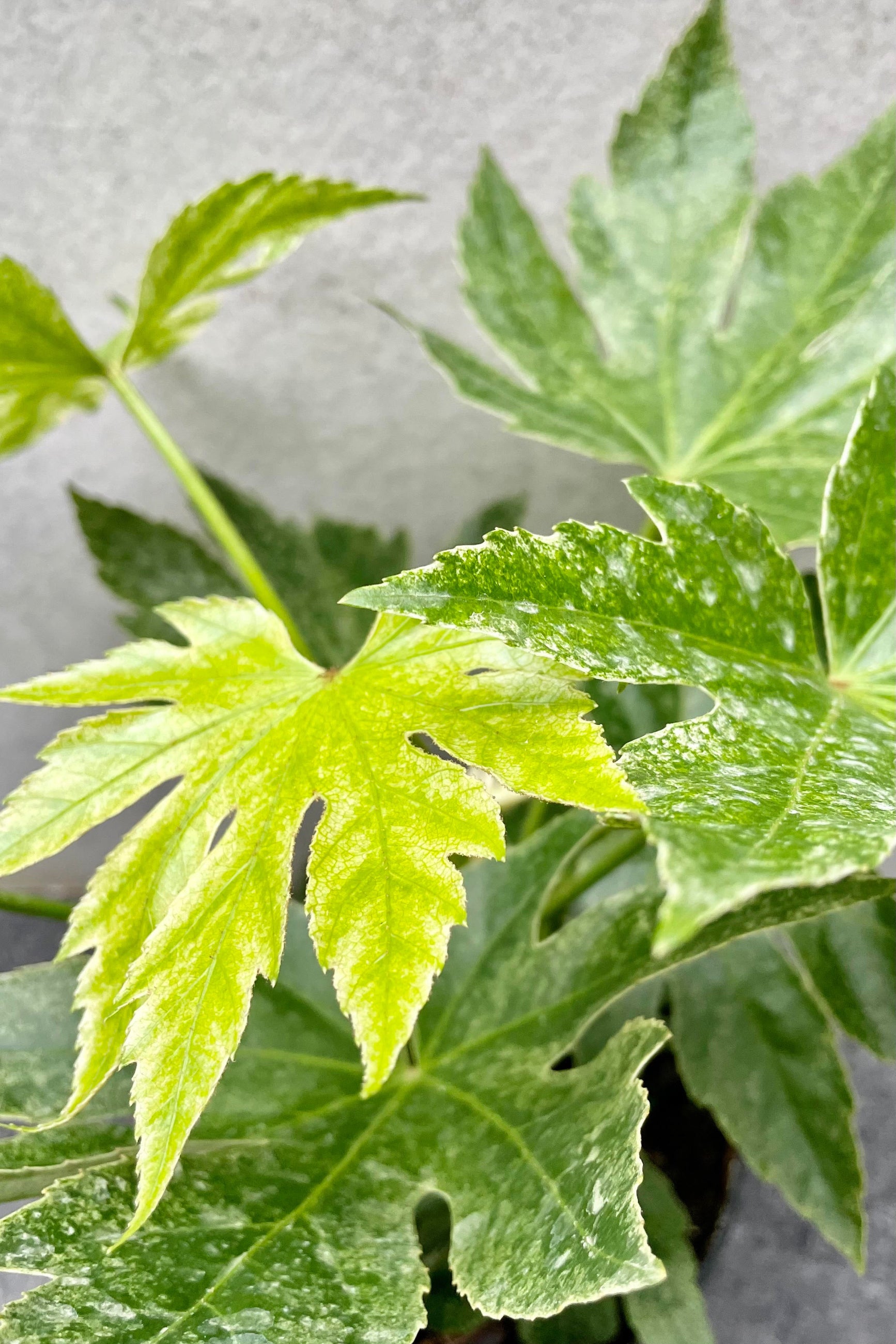 A detailed look at the Fatsia japonica 'Spider Web'.