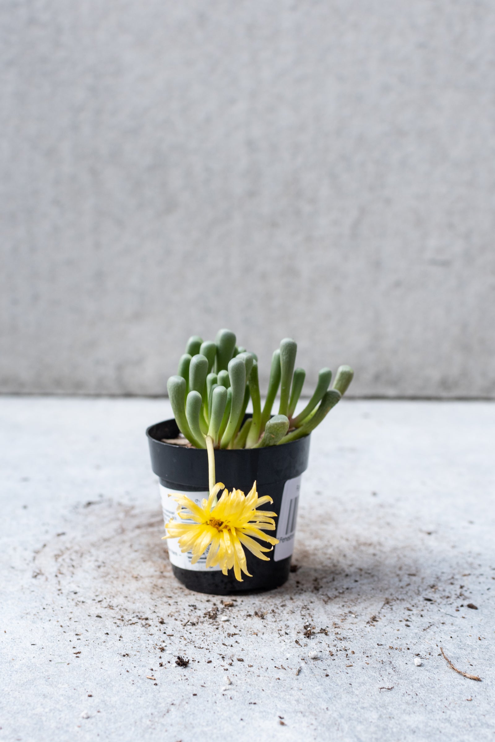 Fenestraria aurantianca succulent with it's yellow bloom. 