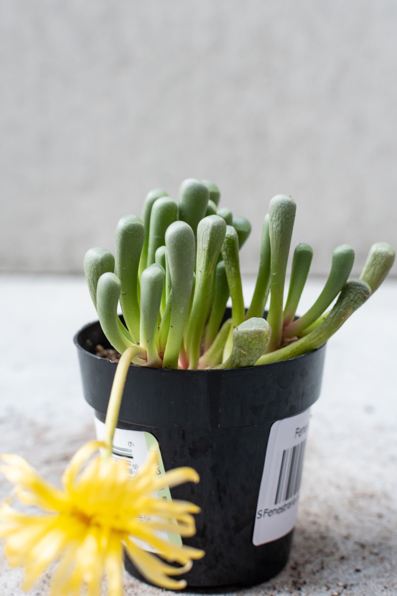 Fenestraria aurantiaca plant against a grey wall in bloom. 