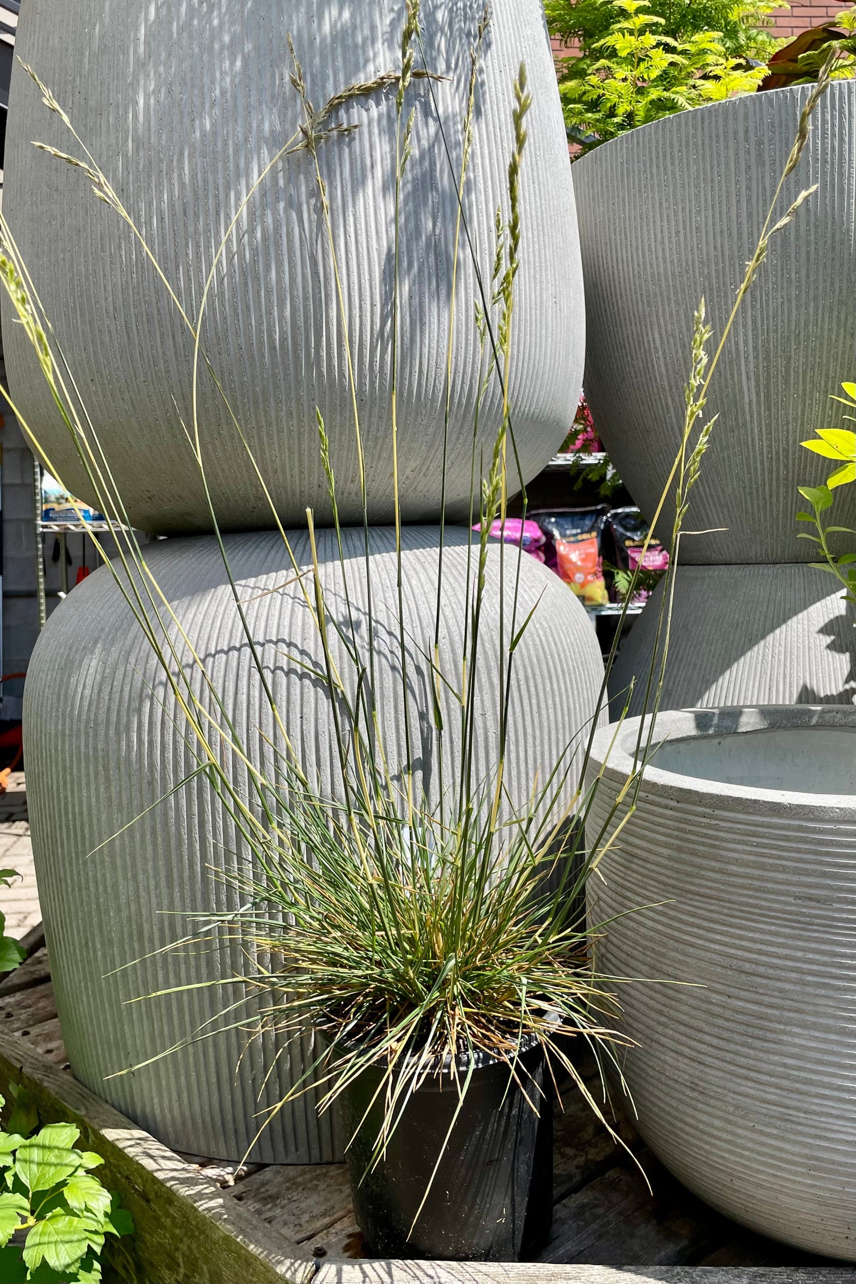 #1 pot size of Festuca 'Glow Sticks' in bloom the beginning of August in front of decorative pots.  ©Sprout Home 