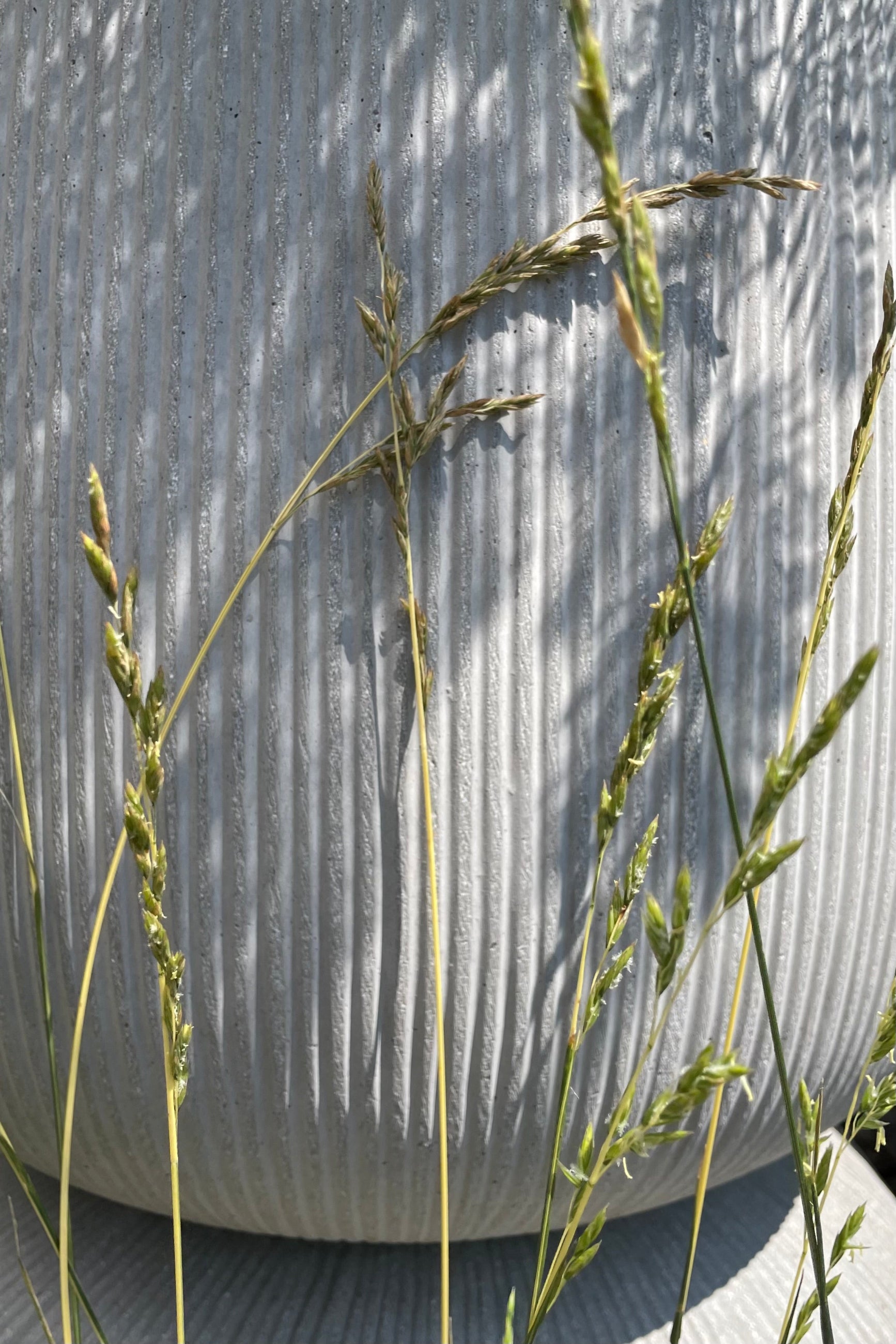 The ochre colored blooms of the 'Glow Sticks' fescue grass the beginning of August in front of a vertically ridged container.  ©Sprout Home 