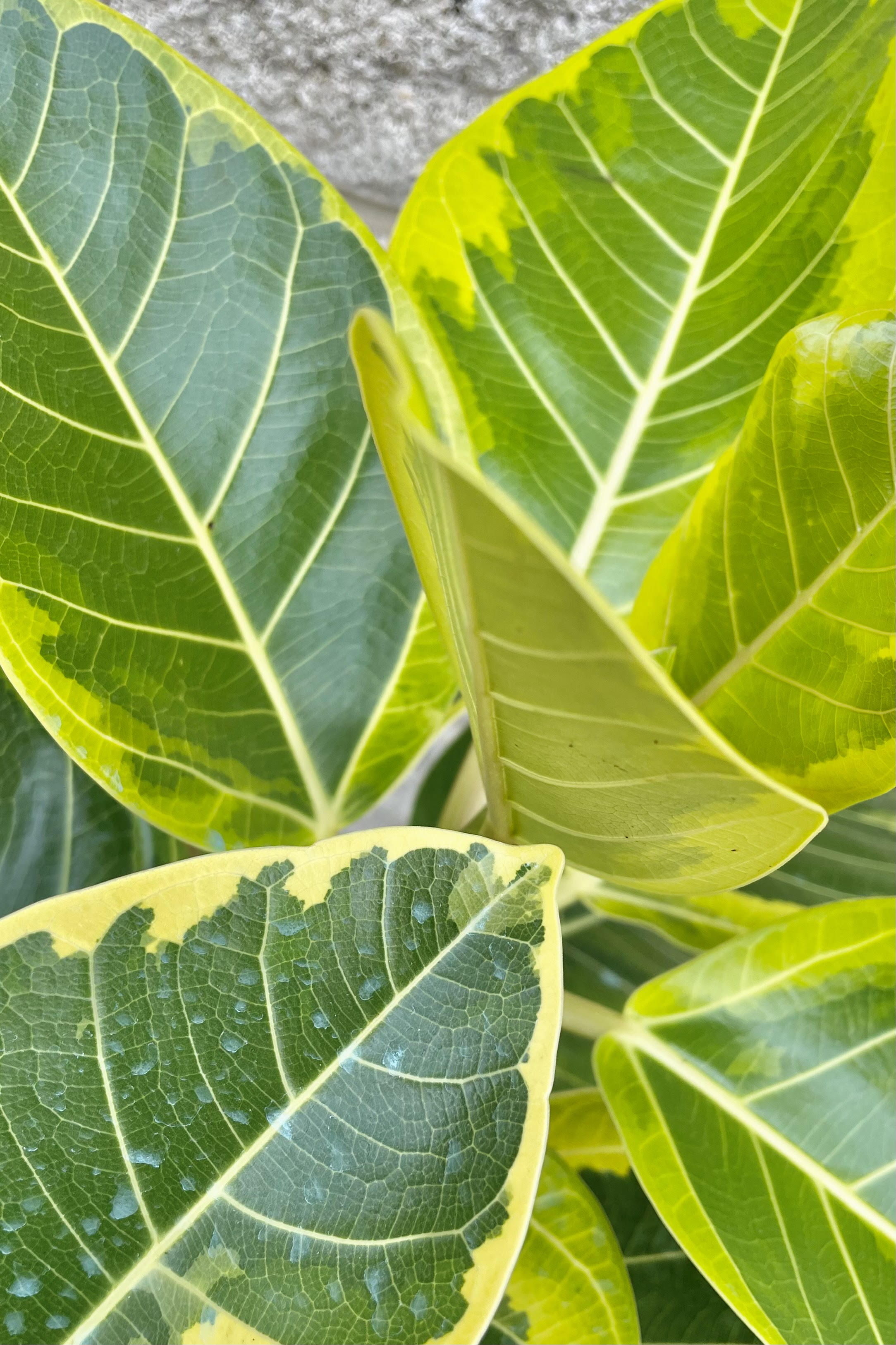 A detailed look at the Ficus altissima 'Golden Gem' 10"