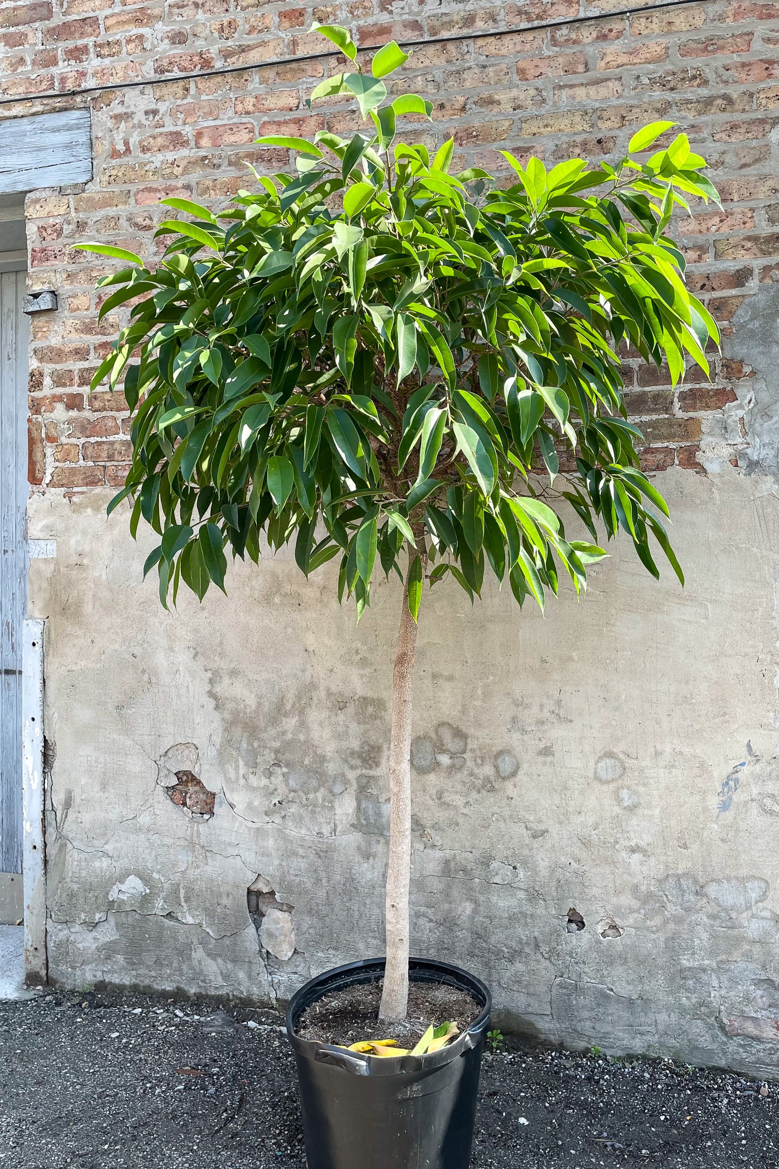 Photo of Ficus Amstel King at Sprout-home against brick wall showing trunk and arbor