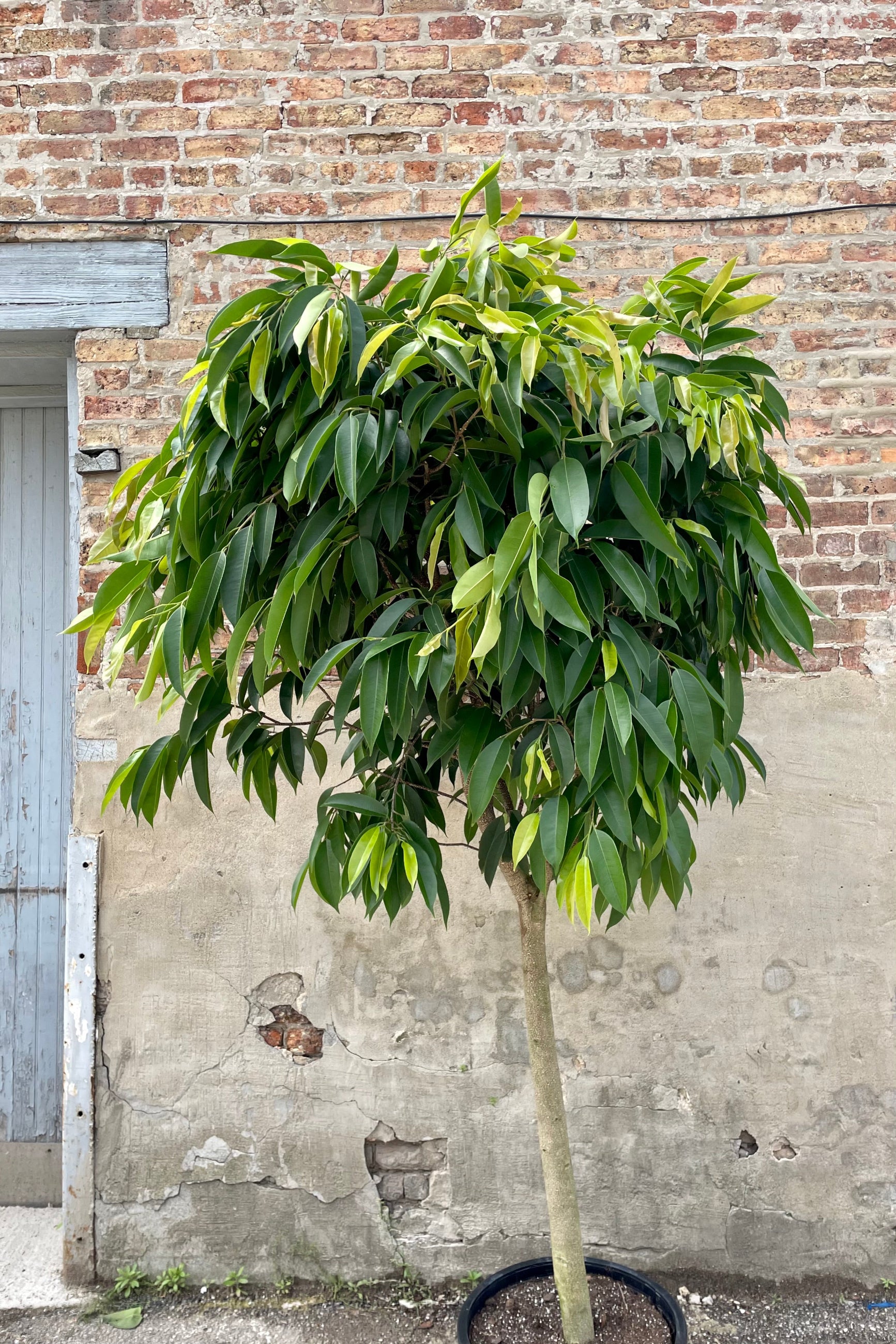 Photo of Ficus Amstel King at Sprout-home against brick wall showing trunk and arbor