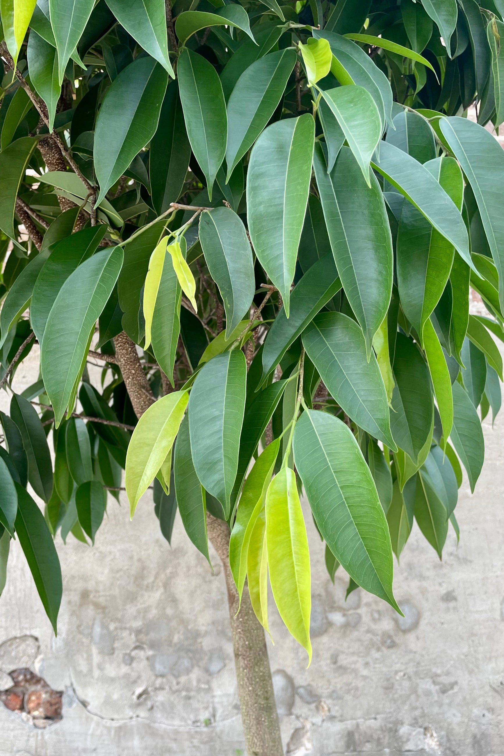 Photo of long green leaves of Ficus Amstel King at Sprout-home