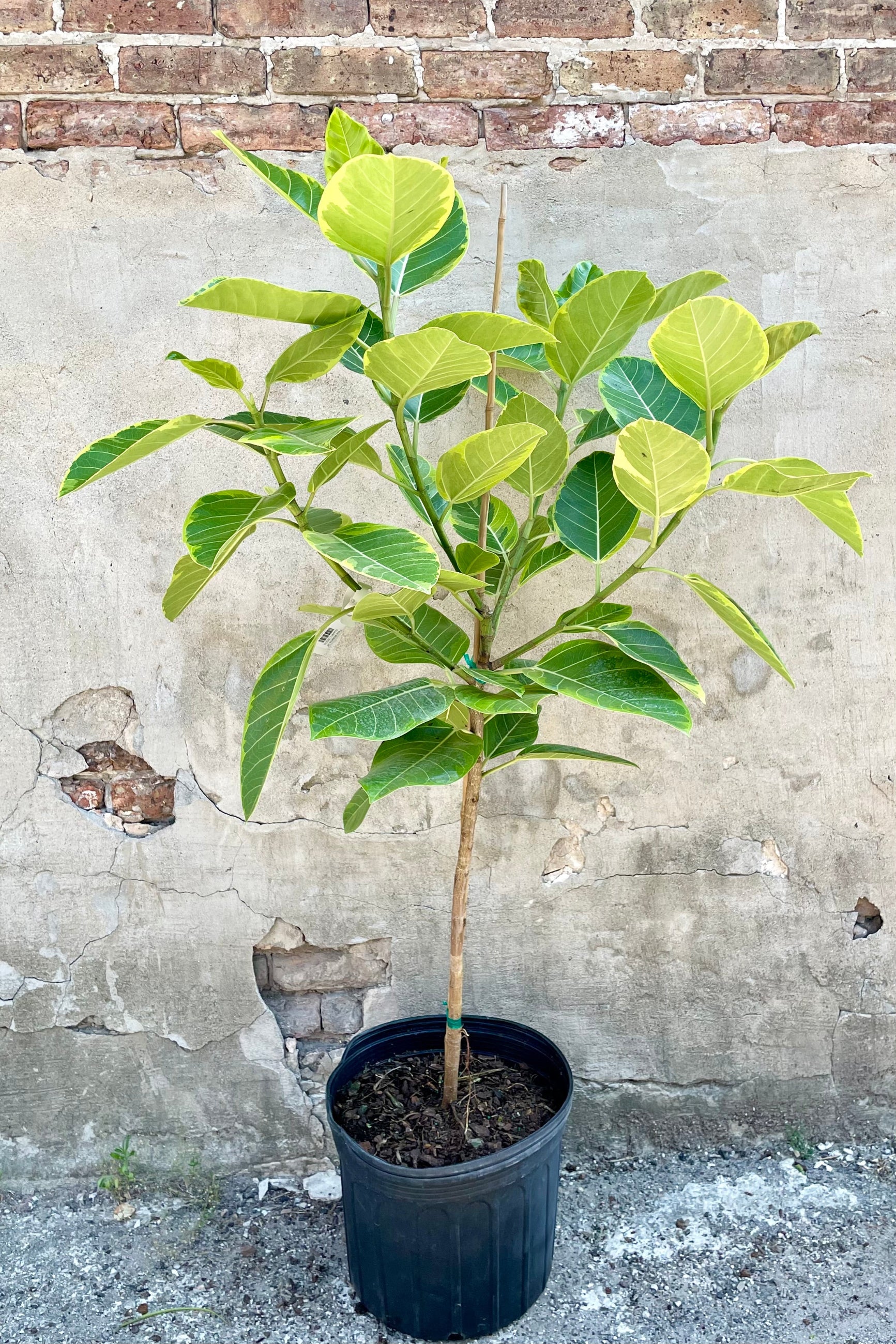 Ficus altissima in a 14" growers pot showing is green and yellow variegated leaves against a concrete wall at Sprout-home. 