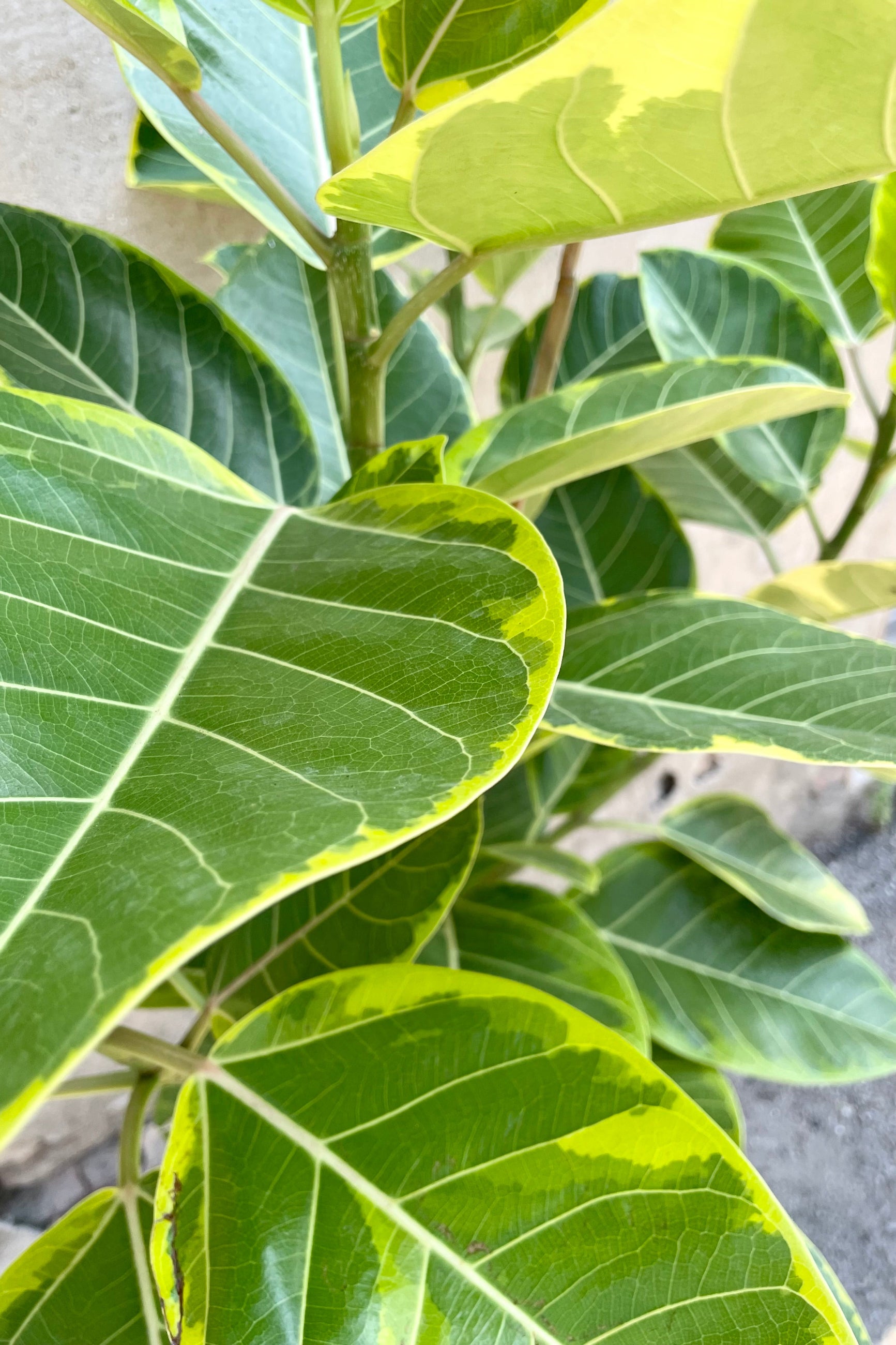Ficus altissimo leaves up close and personal showing the green with yellow chartreuse variegation at Sprout-home.