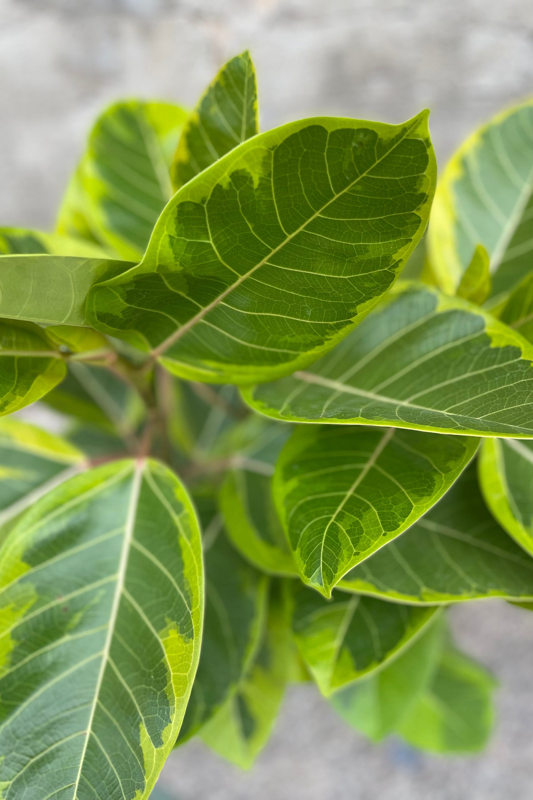 Close up of Ficus altissima 'Golden Gem' leaves