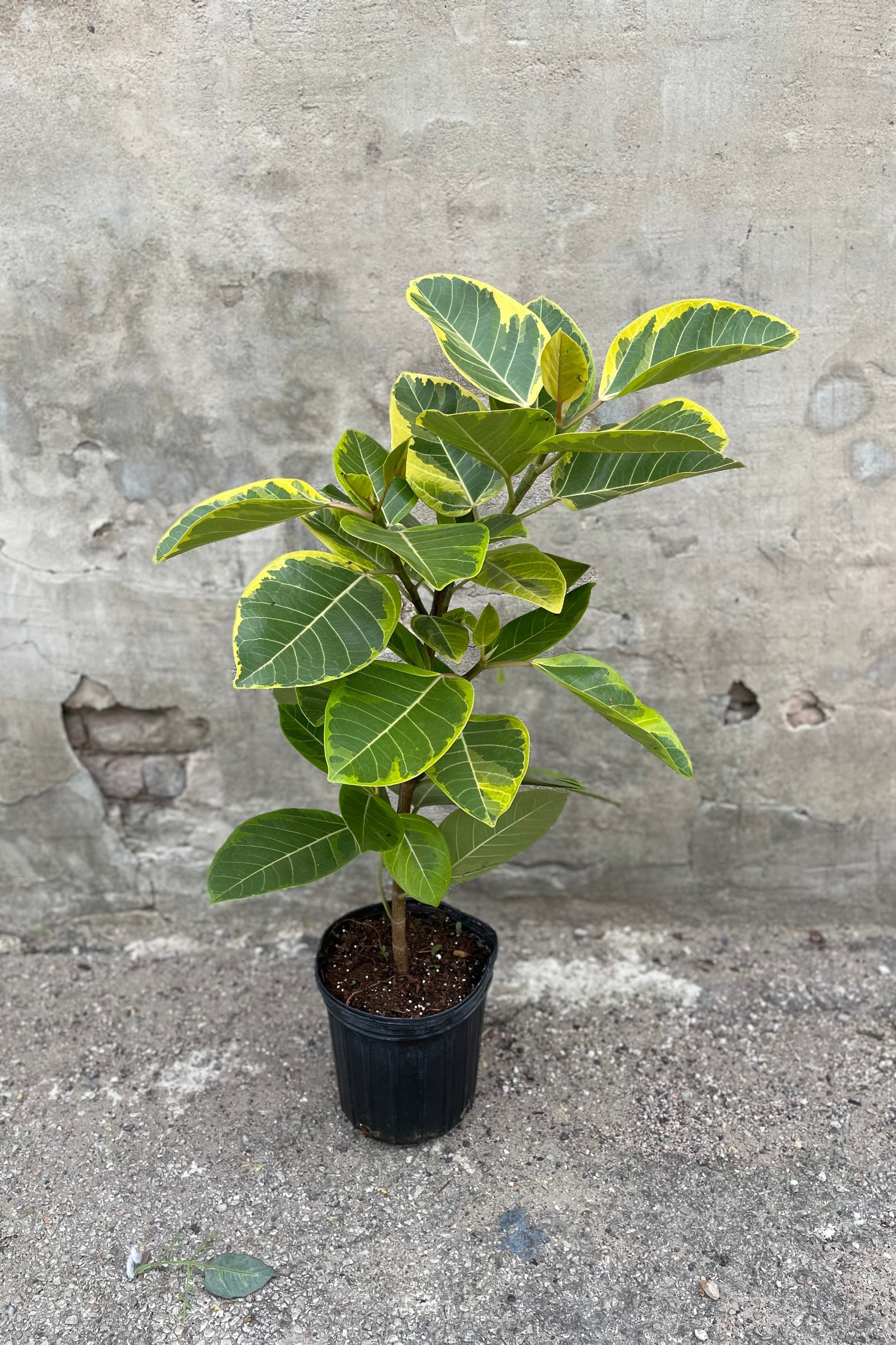 Ficus altissima 'Golden Gem' standard form in grow pot in front of concrete background