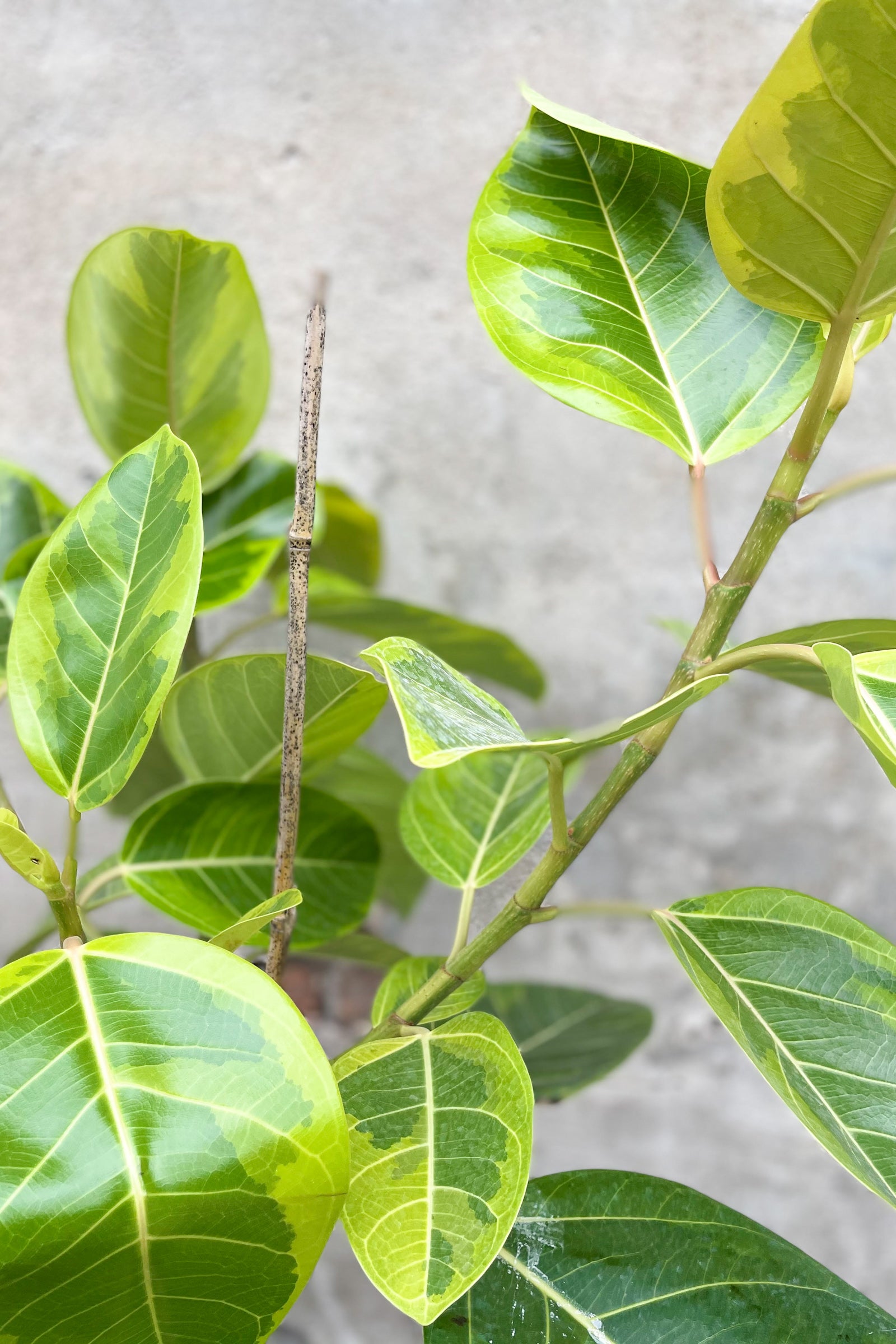 Ficus altissima 'Yellow Gem' 10"