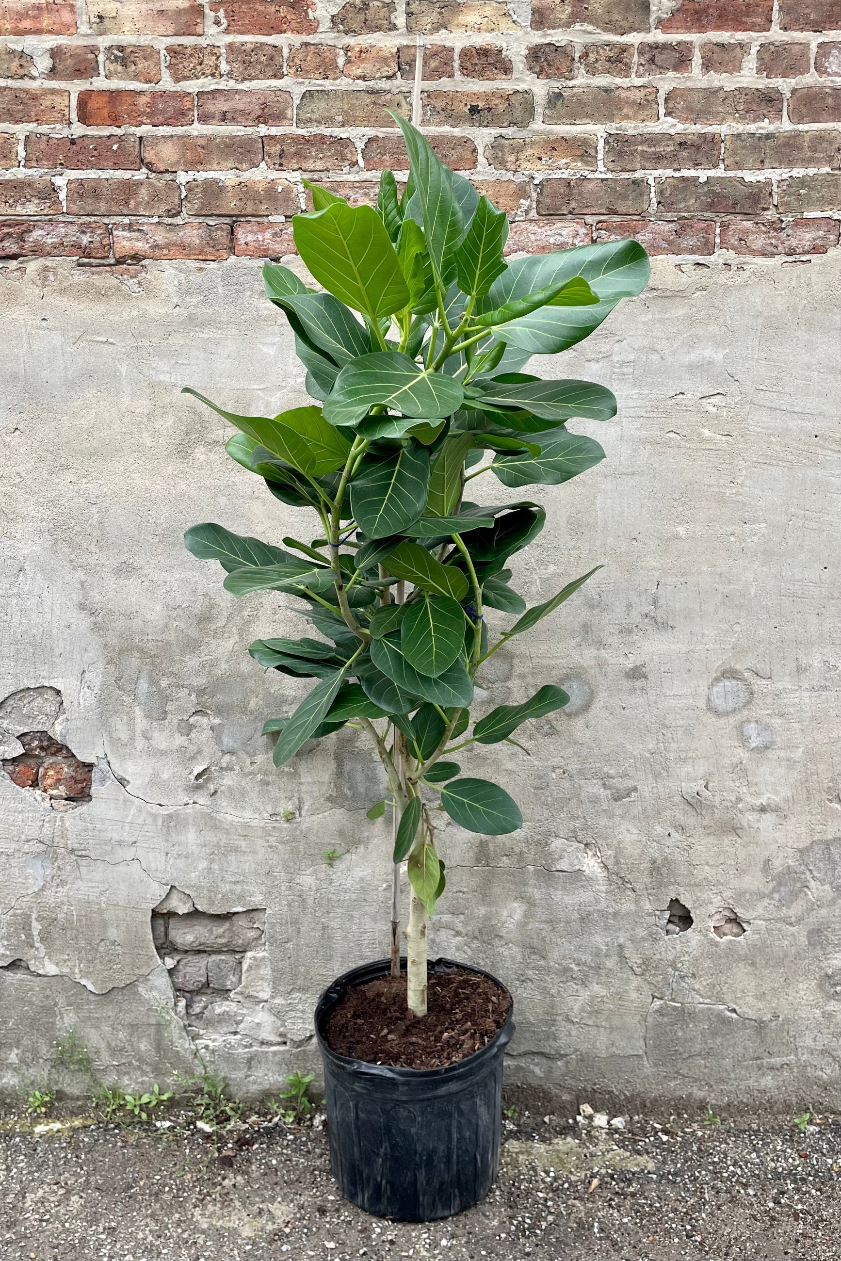 Ficus benghalensis 'Audrey' standard form 14" black growers pot with against a grey wall with brick