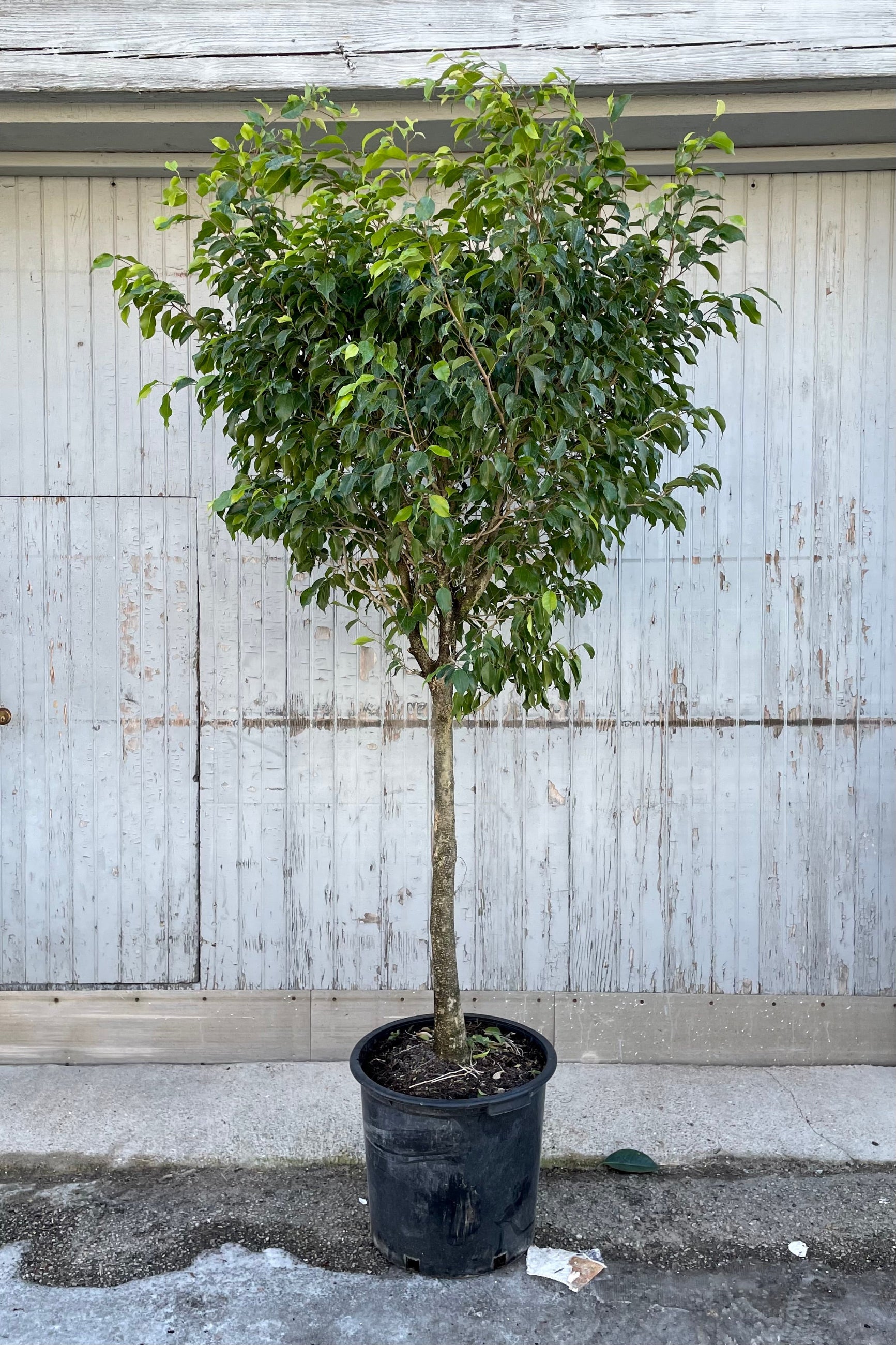 Ficus benjamina standard in a 17" growers pot at Sprout-home. 