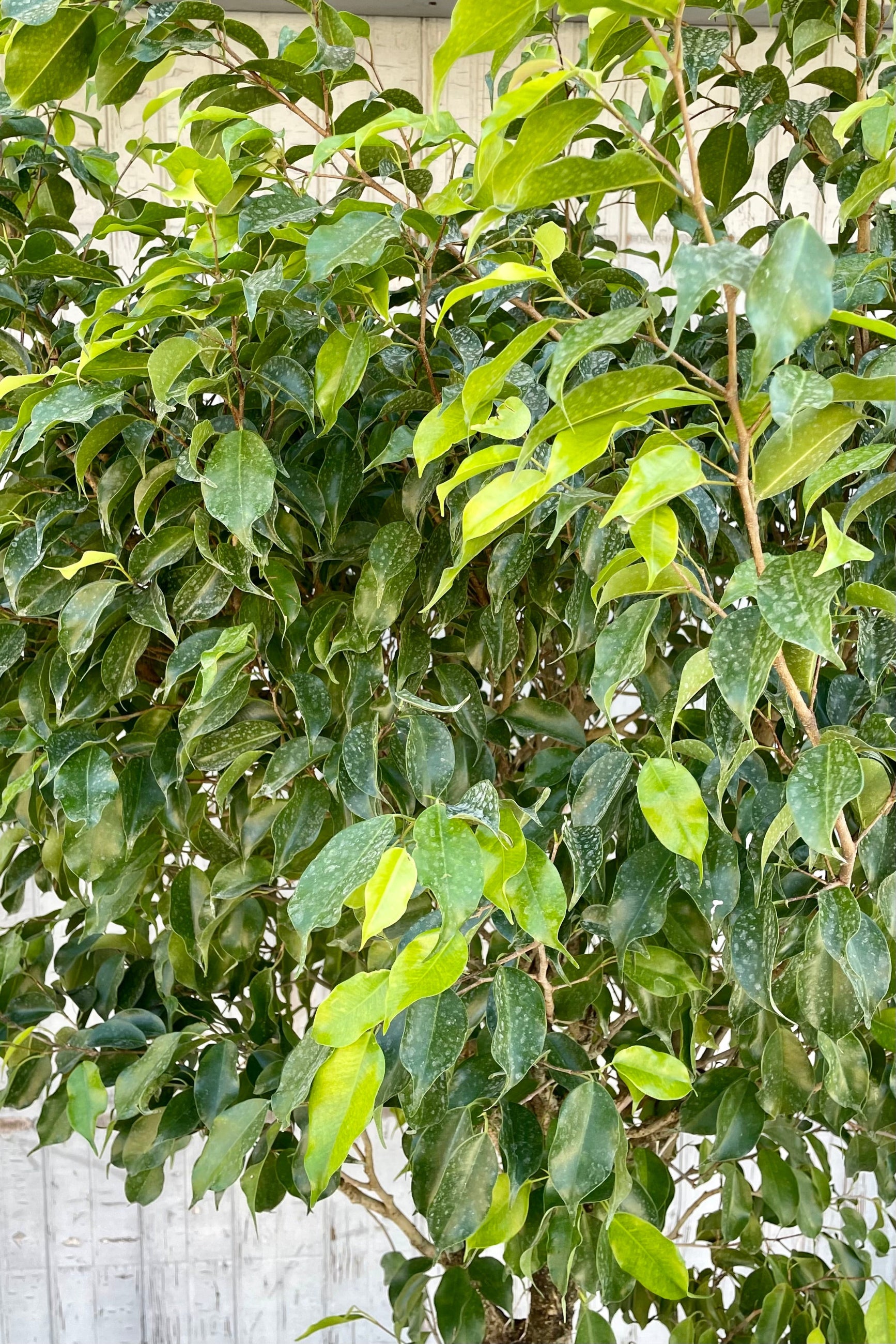 Detail picture of the ovate green leaves of a mature Ficus benjamina at Sprout-home.