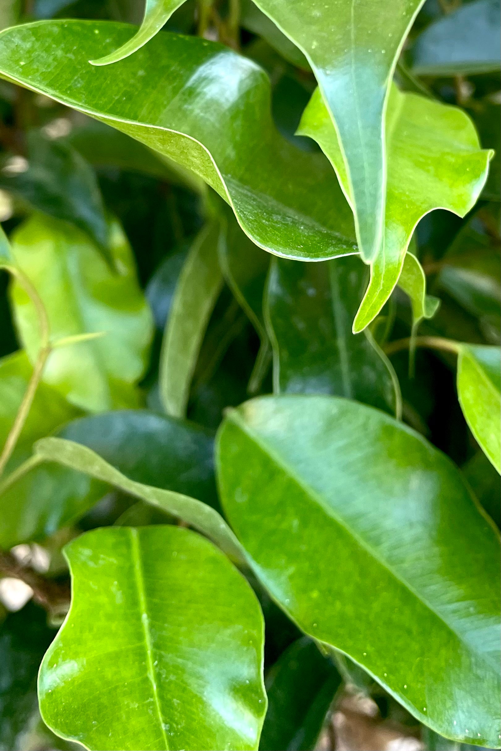 A detailed view of Ficus benjamina standard form 8" 