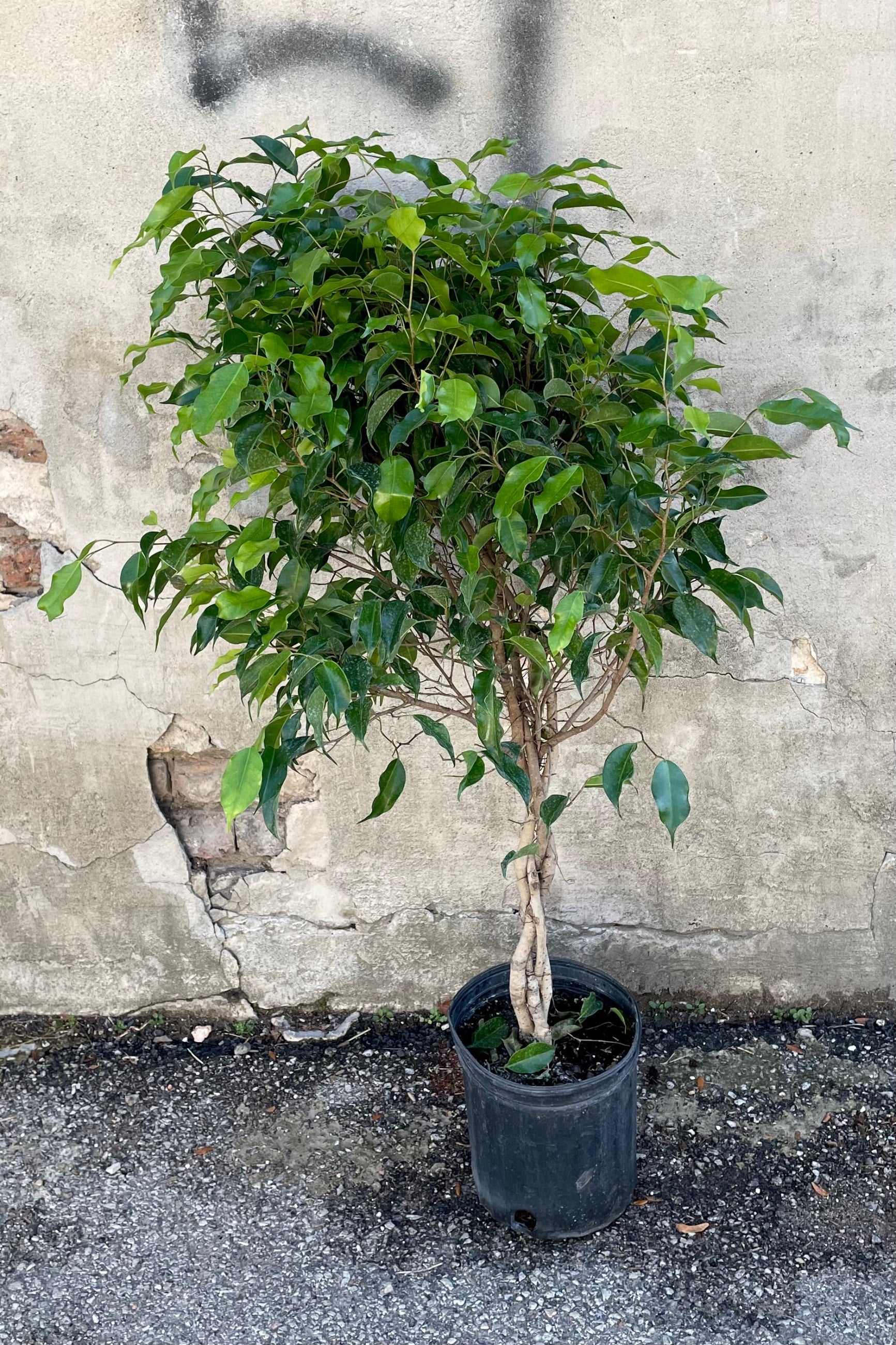 A full view of Ficus benjamina standard form 8" against a concrete backdrop